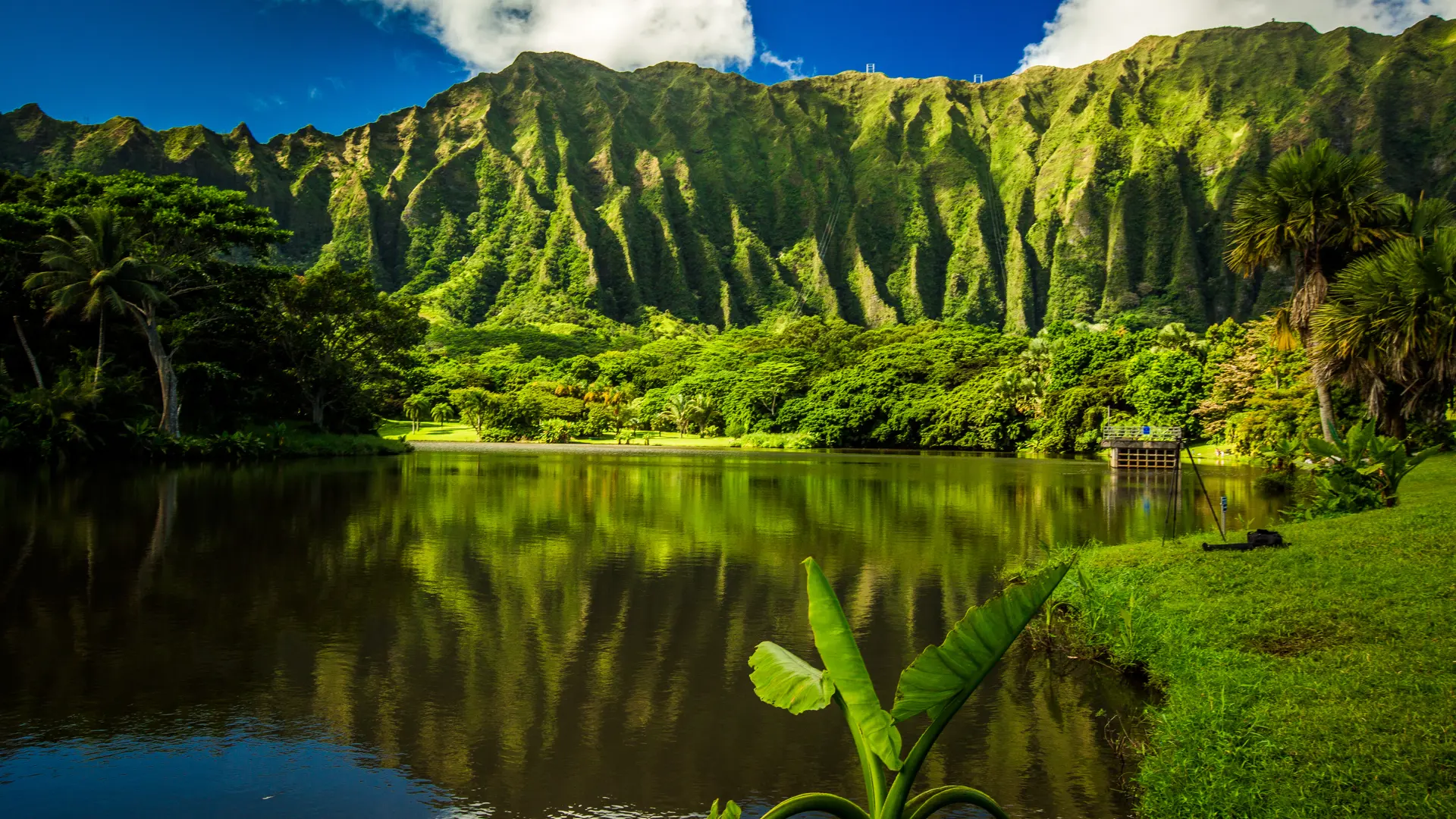 Ho'omaluhia Botanical Garden in Kaneohe, Oahu, Hawaii - Billede.jpg