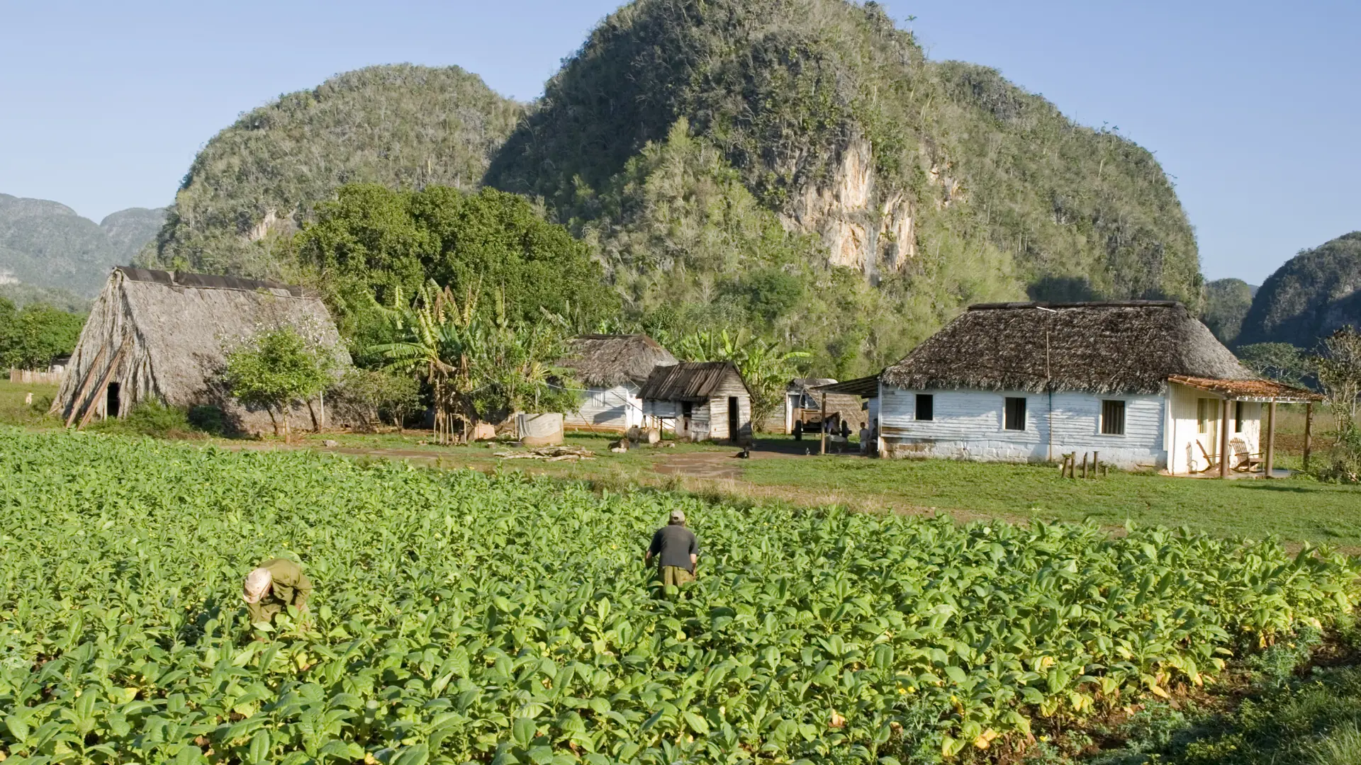 men working on tobacco field in vinales-cuba.jpg