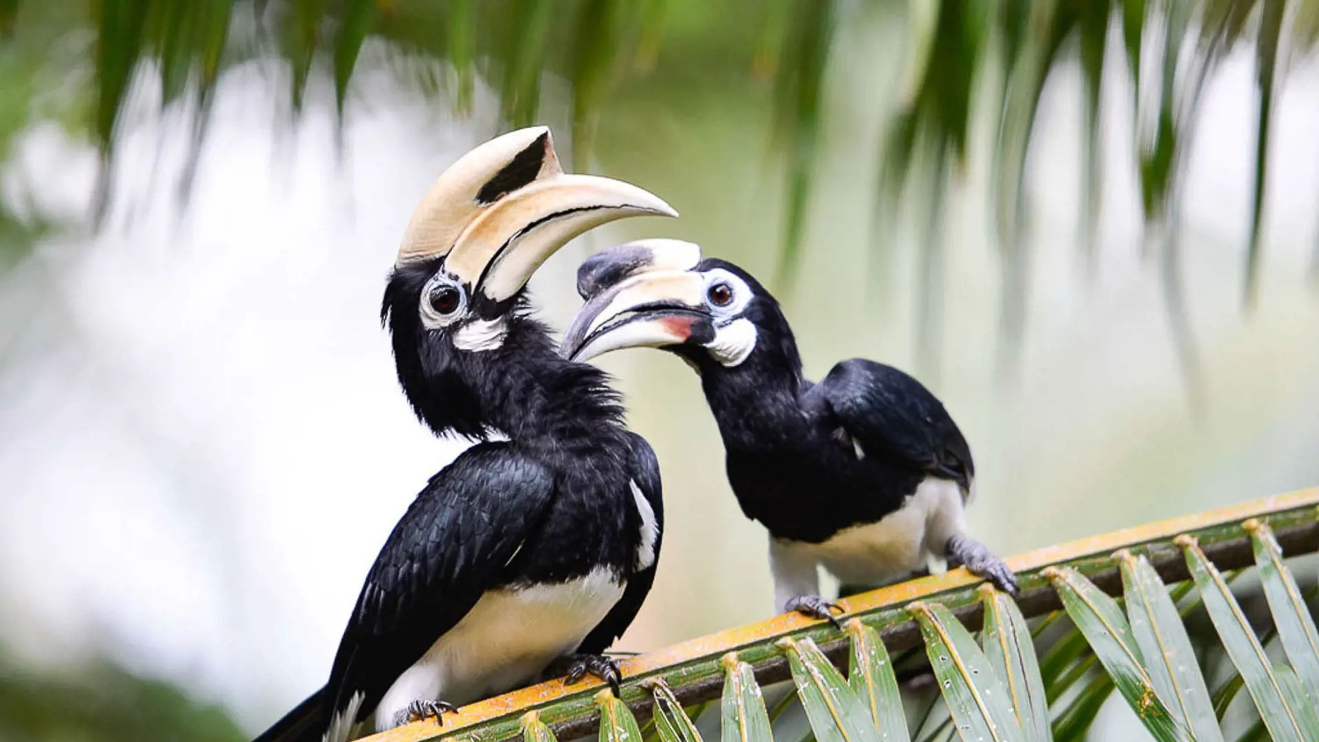 Hornbills på Paradise Resort