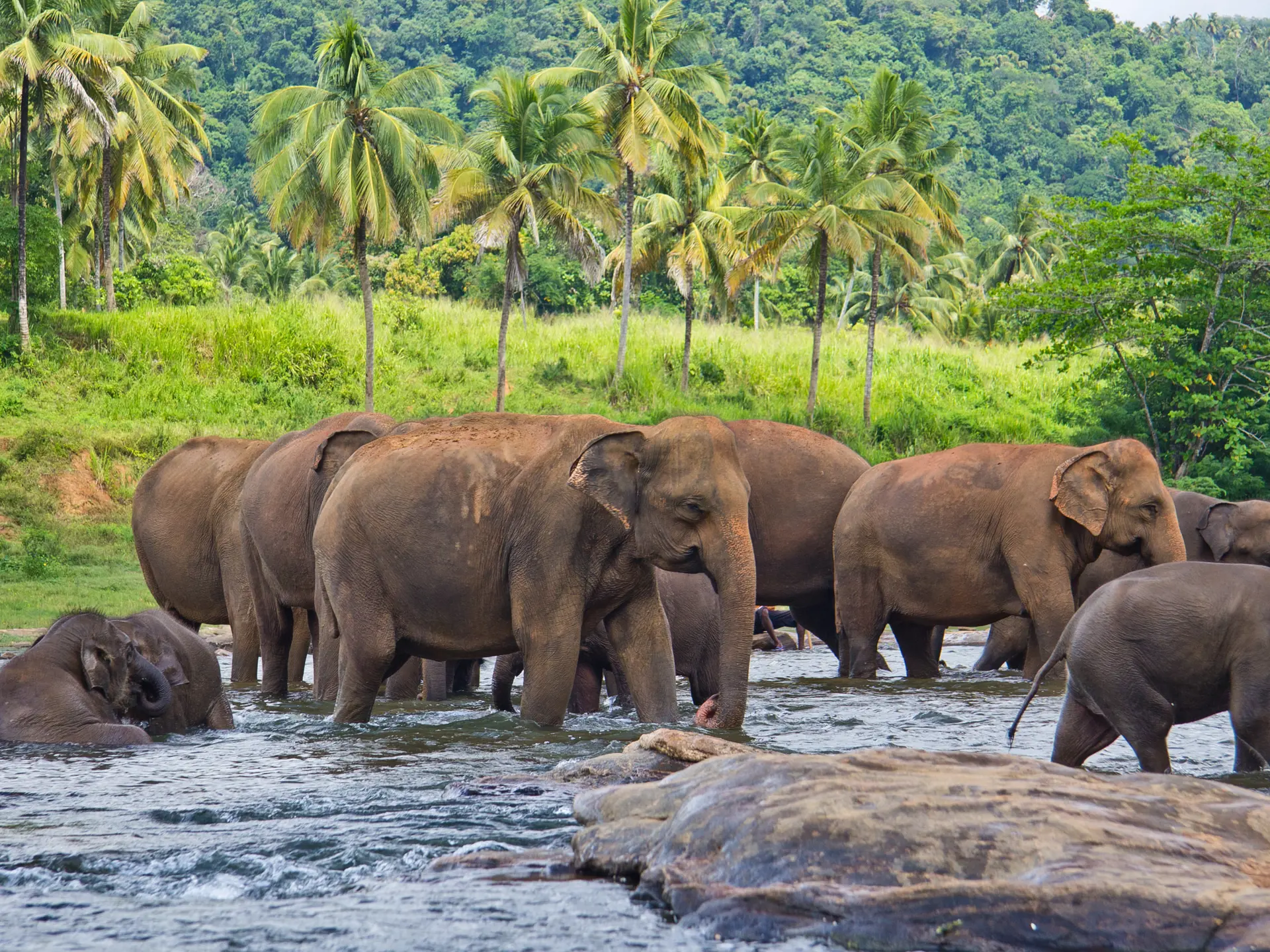 Elefanter på Sri Lanka_124363702.jpg