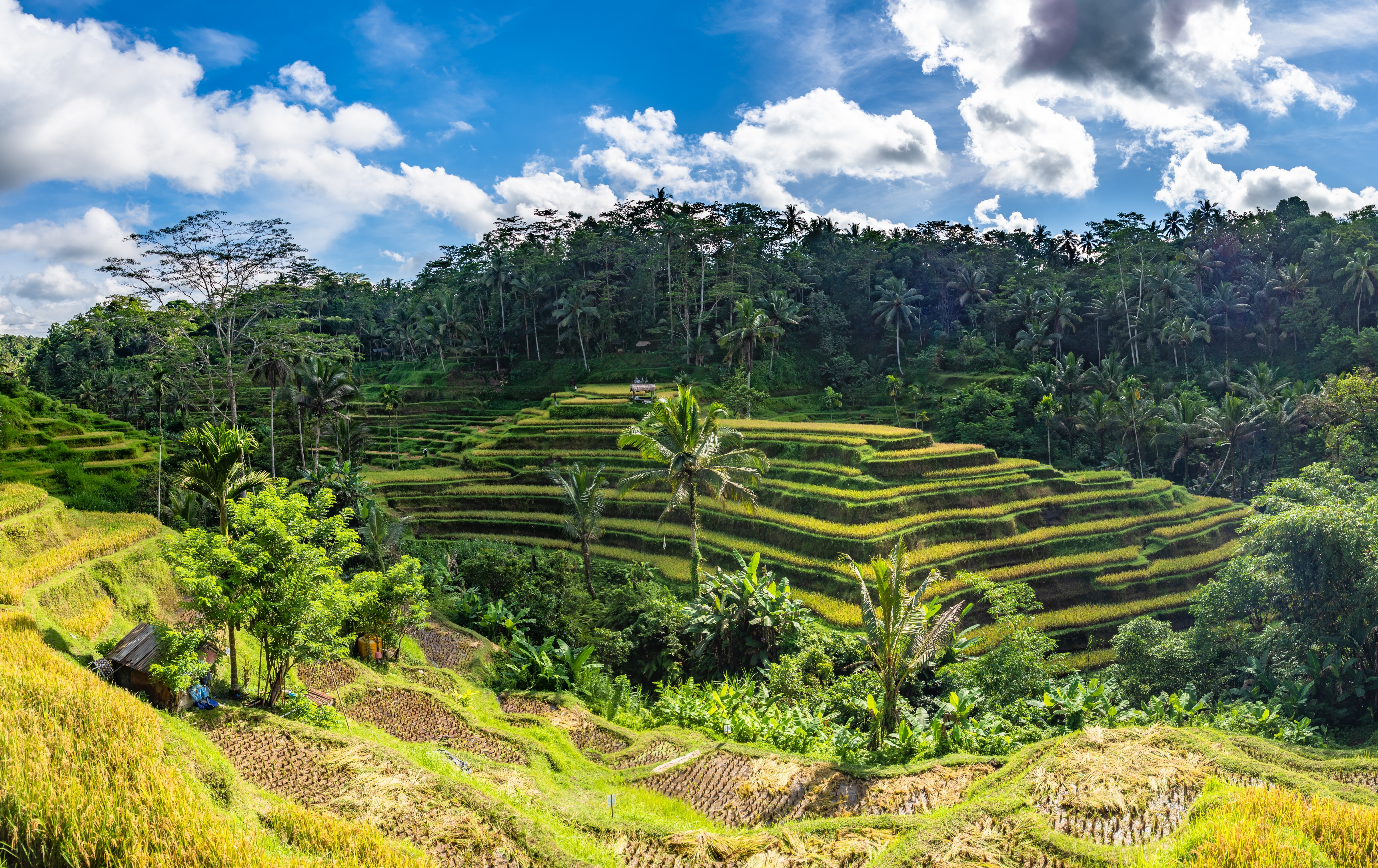 Shutterstock 2428584427 (Tegallalang Rice Terrace In Bali, Indonesia)
