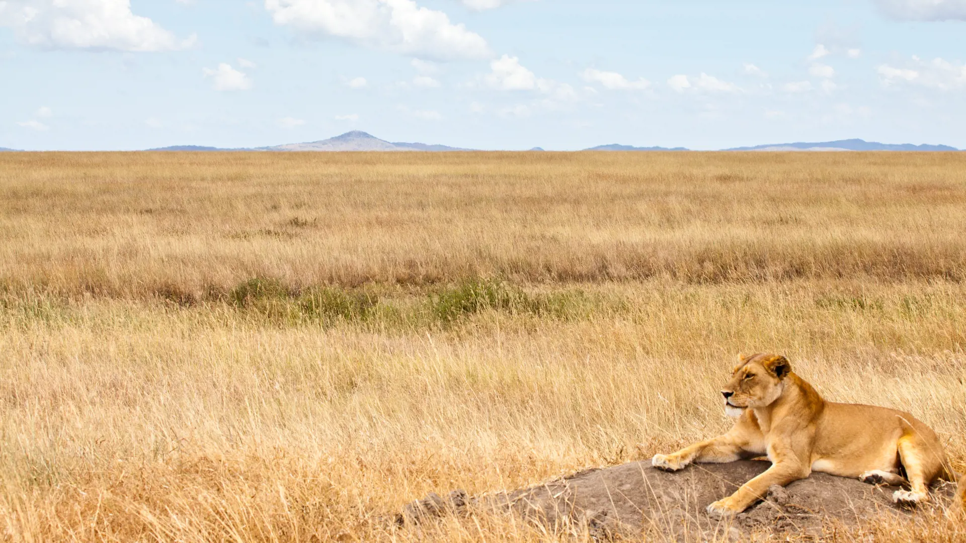 shutterstock_114791017 A lioness scans the Savannah for her next meal. Serengeti National Park, Tanzania.jpg