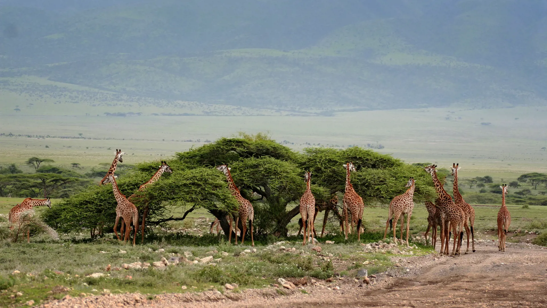 shutterstock_312518420 Herd wild herbivorous cloven-hoofed animals, giraffes African savannah, Serengeti, Tanzania..jpg