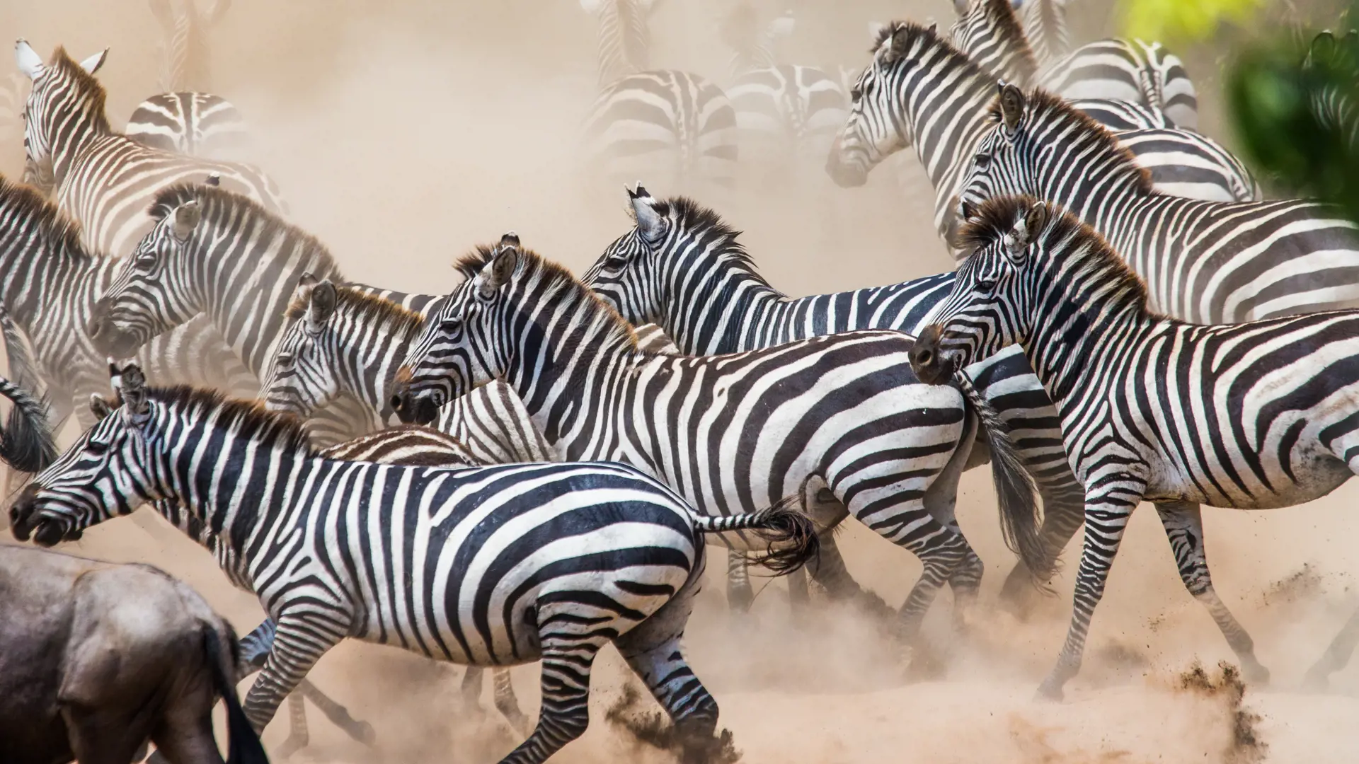 shutterstock_369111680 Group of zebras in the dust. Kenya. Tanzania. National Park. Serengeti..jpg