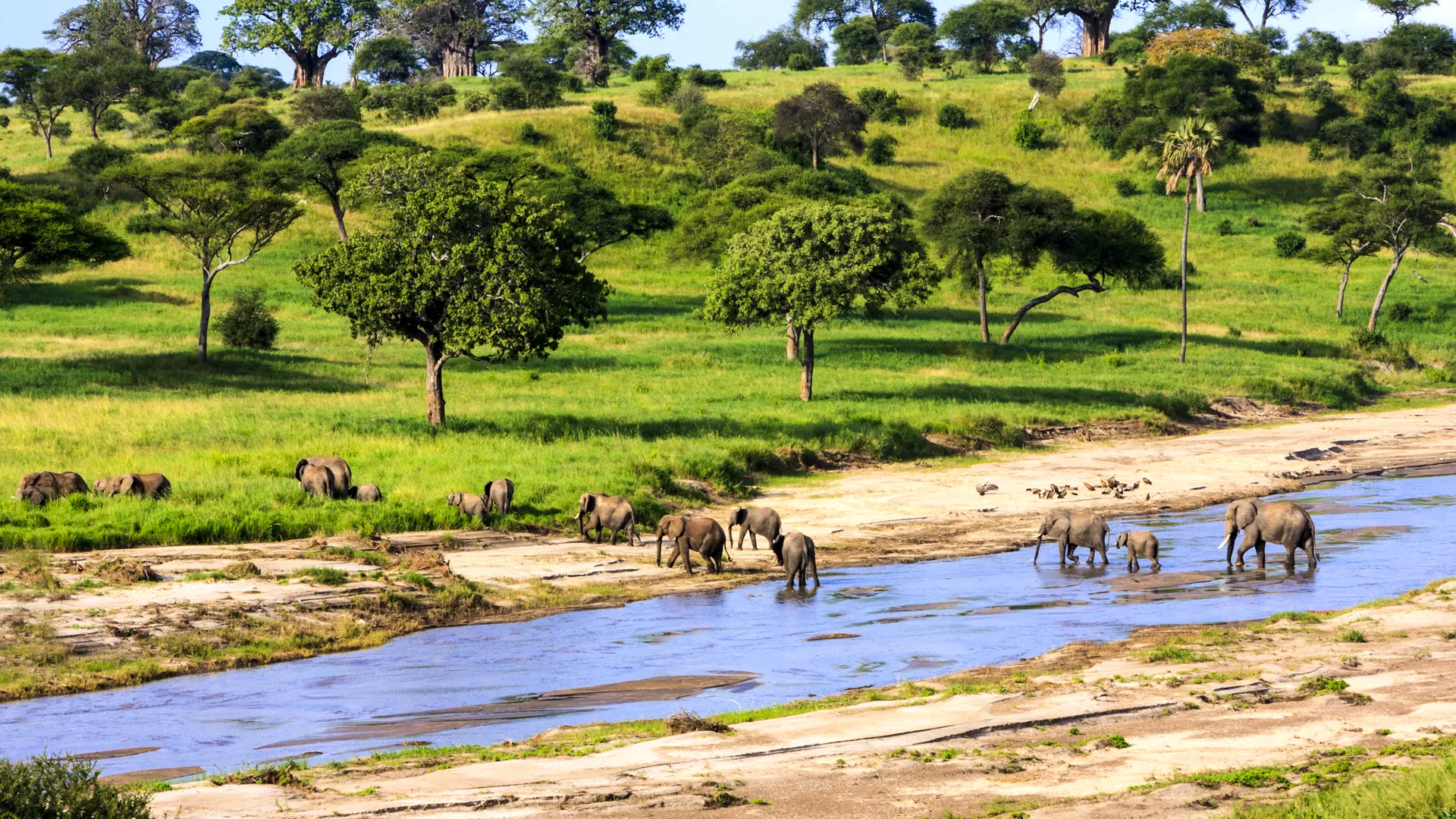 shutterstock_379974949 Elephants crossing the river in Serengeti National Park, Tanzania, Africa.jpg