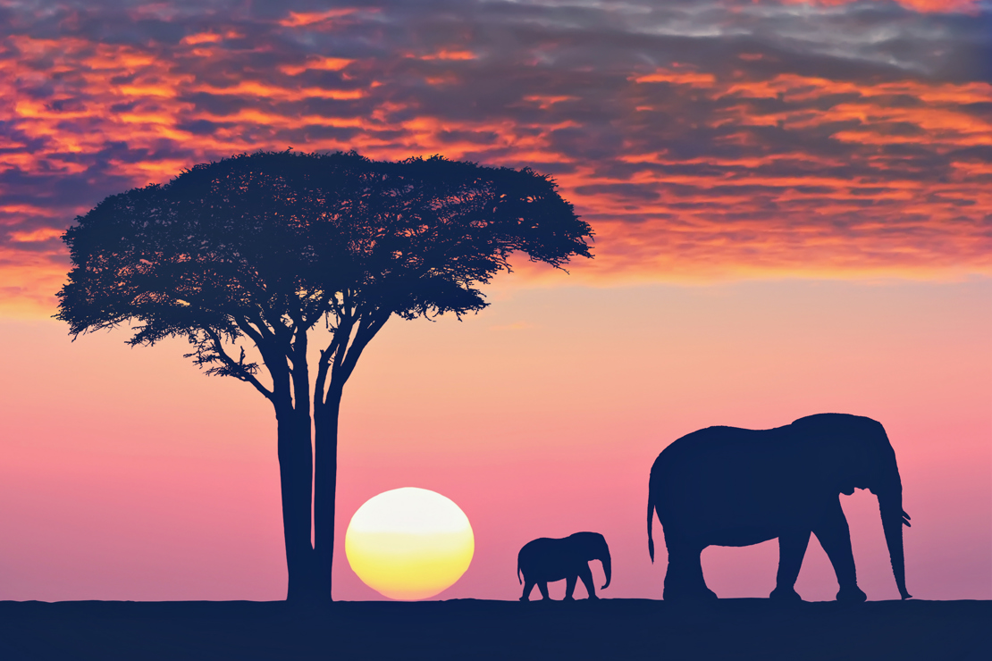 shutterstock_439008763 Beautiful sunset in the Serengeti Park. Acacia tree and family of elephants.jpg