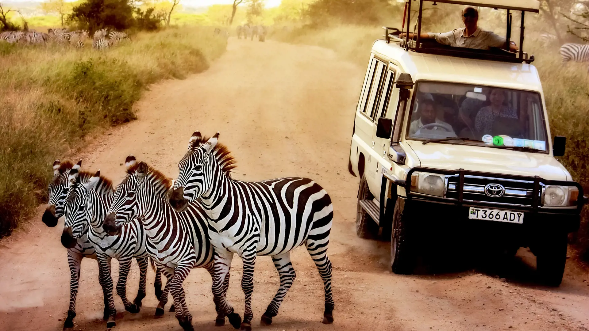 shutterstock_551326318 Zebras on the road in Serengeti national park in front of the jeep with tourists..jpg