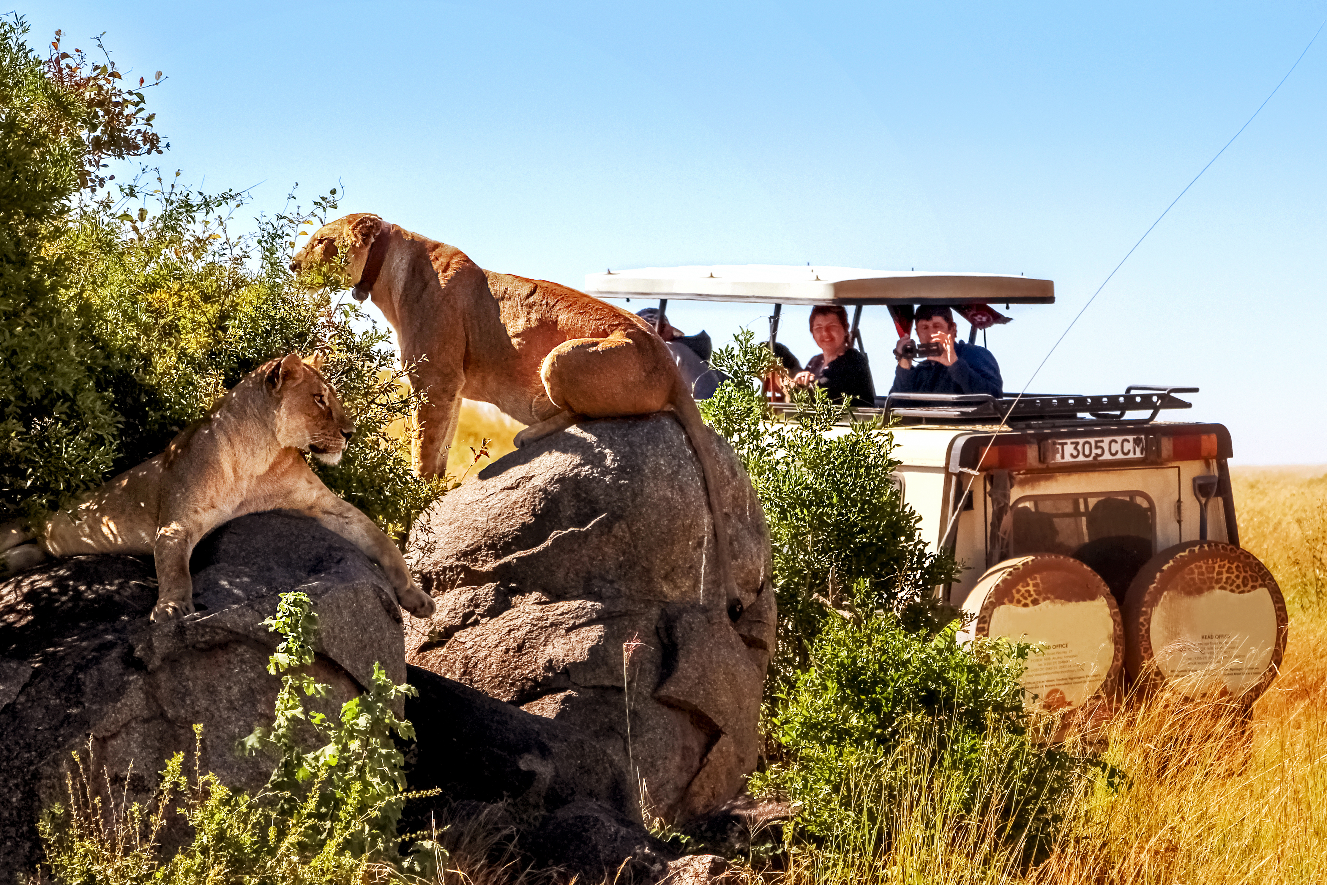 shutterstock_602600288 Africa, Tanzania, Serengeti National Park - March 2016 Jeep tourists photograph the pride of the lions..jpg