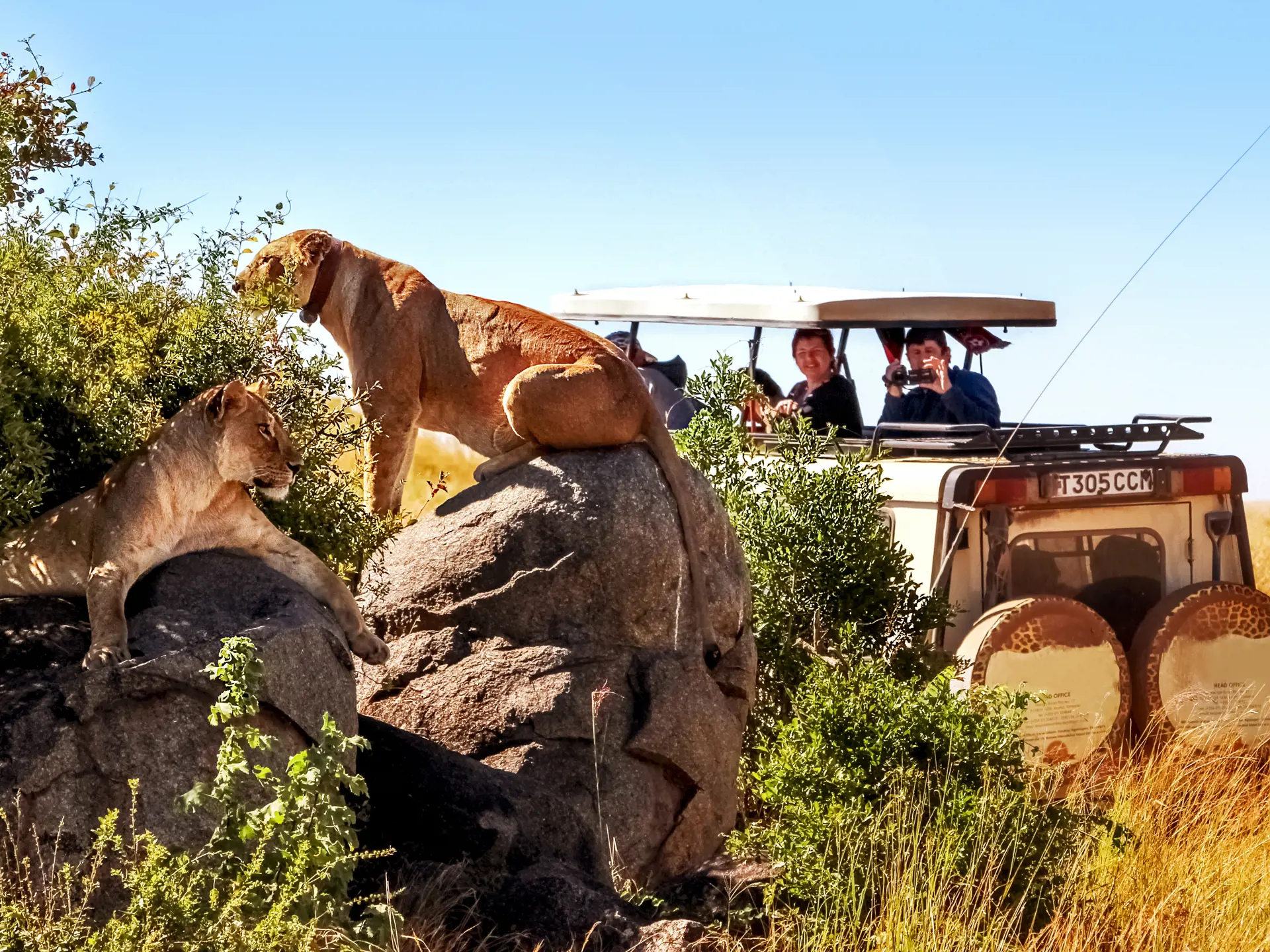shutterstock_602600288 Africa, Tanzania, Serengeti National Park - March 2016 Jeep tourists photograph the pride of the lions..jpg