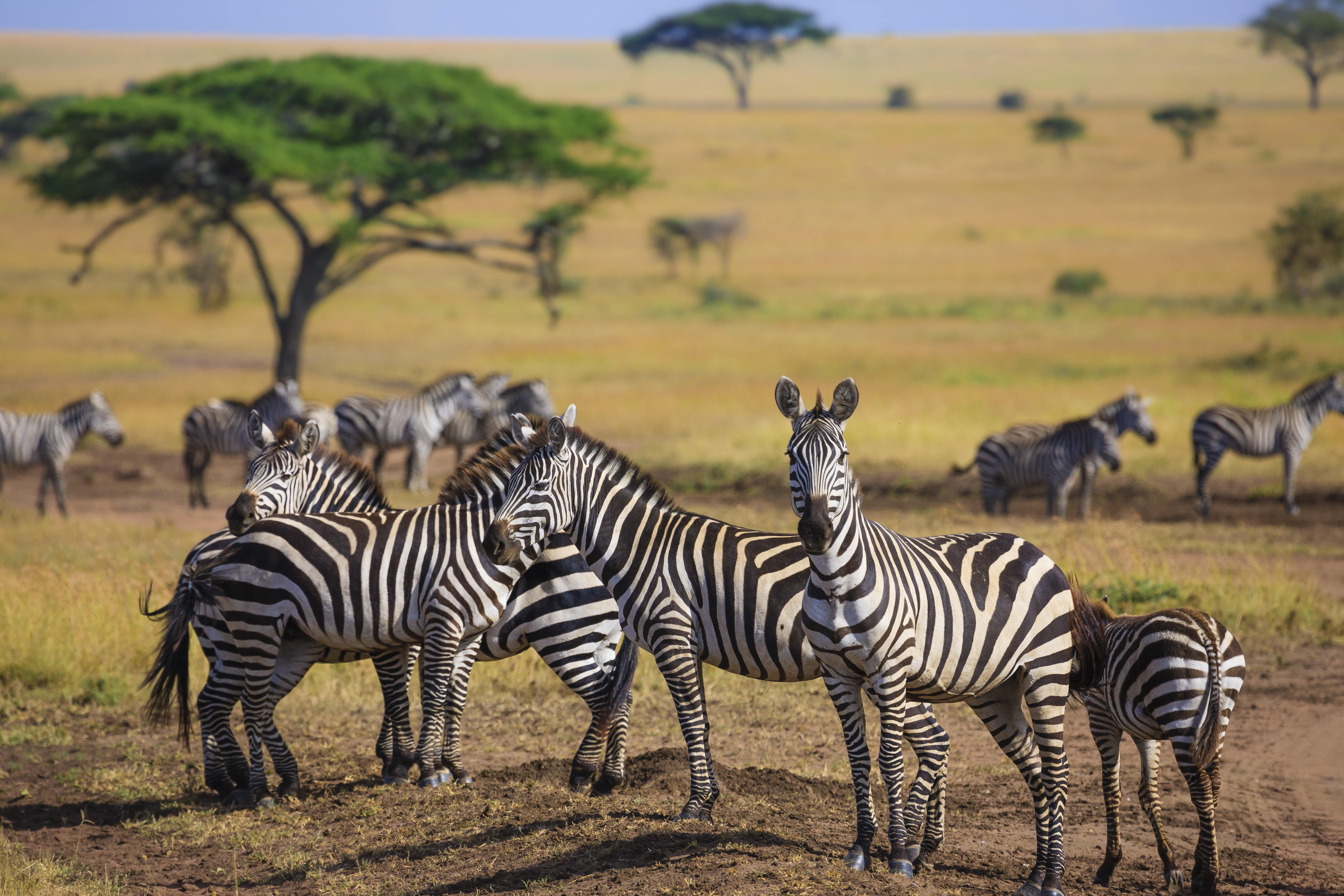 shutterstock_731633662 Zebras in Serengeti National park - Tanzania.jpg
