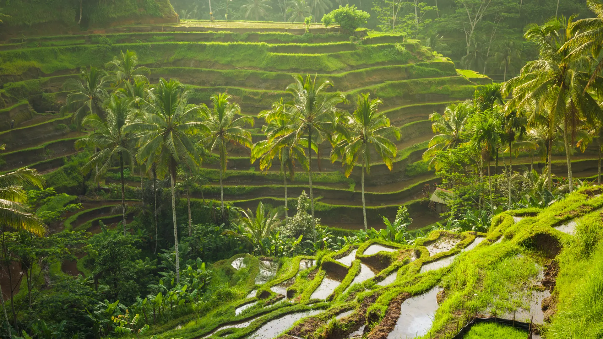 shutterstock_390855292 Beautiful rice terraces in the morning light near Tegallalang village, Ubud, Bali, Indonesia..jpg