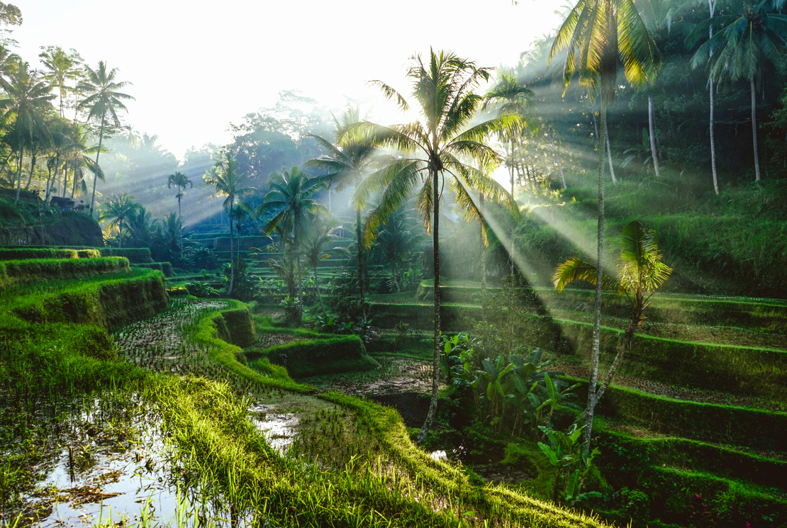 shutterstock_746605723 Bali Rice Terraces.jpg