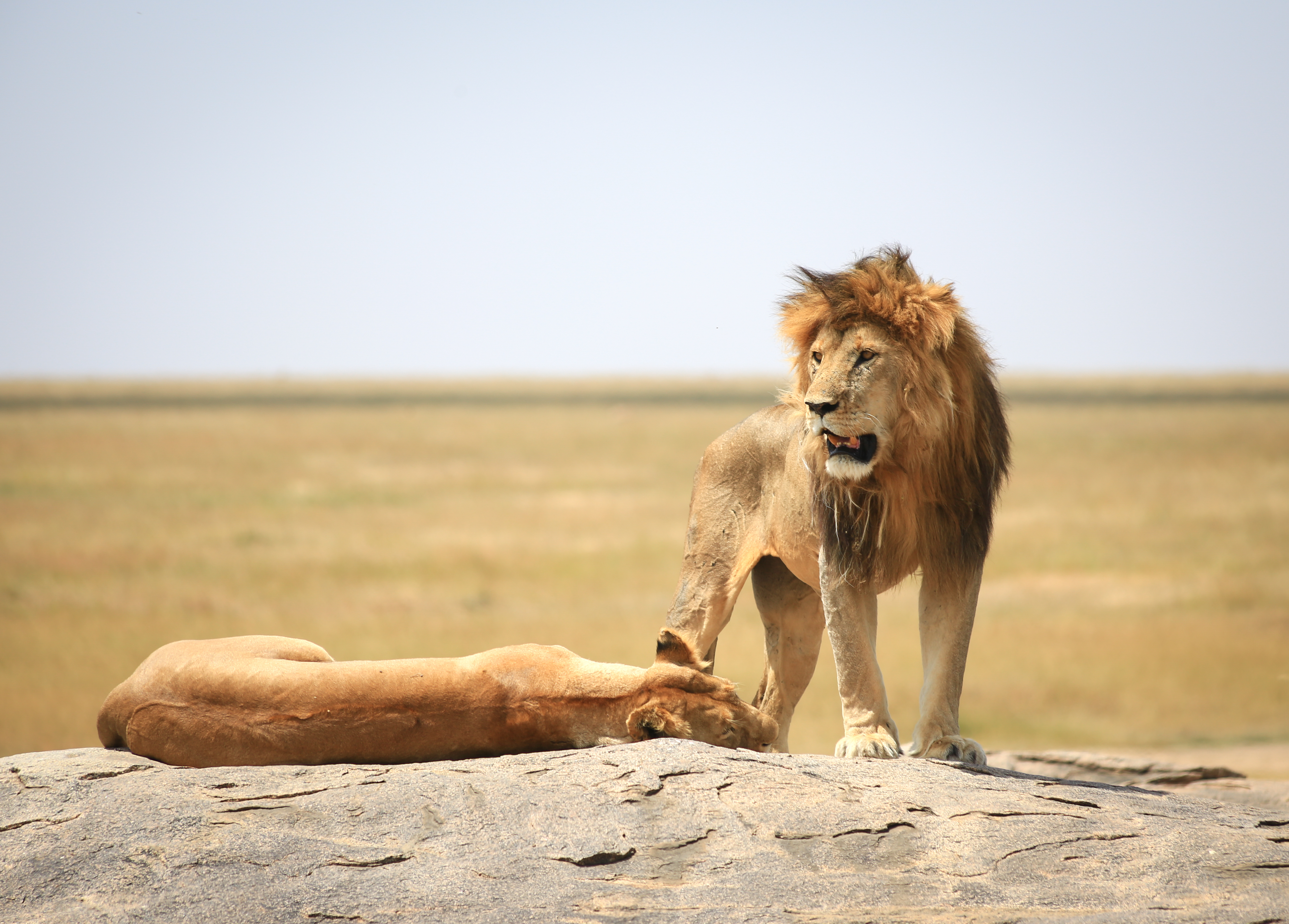 shutterstock_599399642 lion serengeti.jpg
