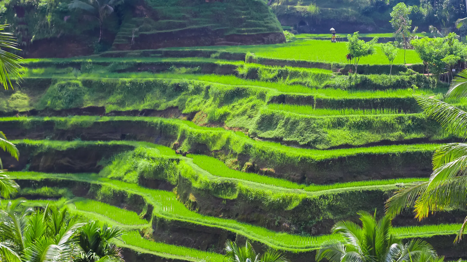 NATUR - Opplev de vakre risterrassene rundt Ubud.