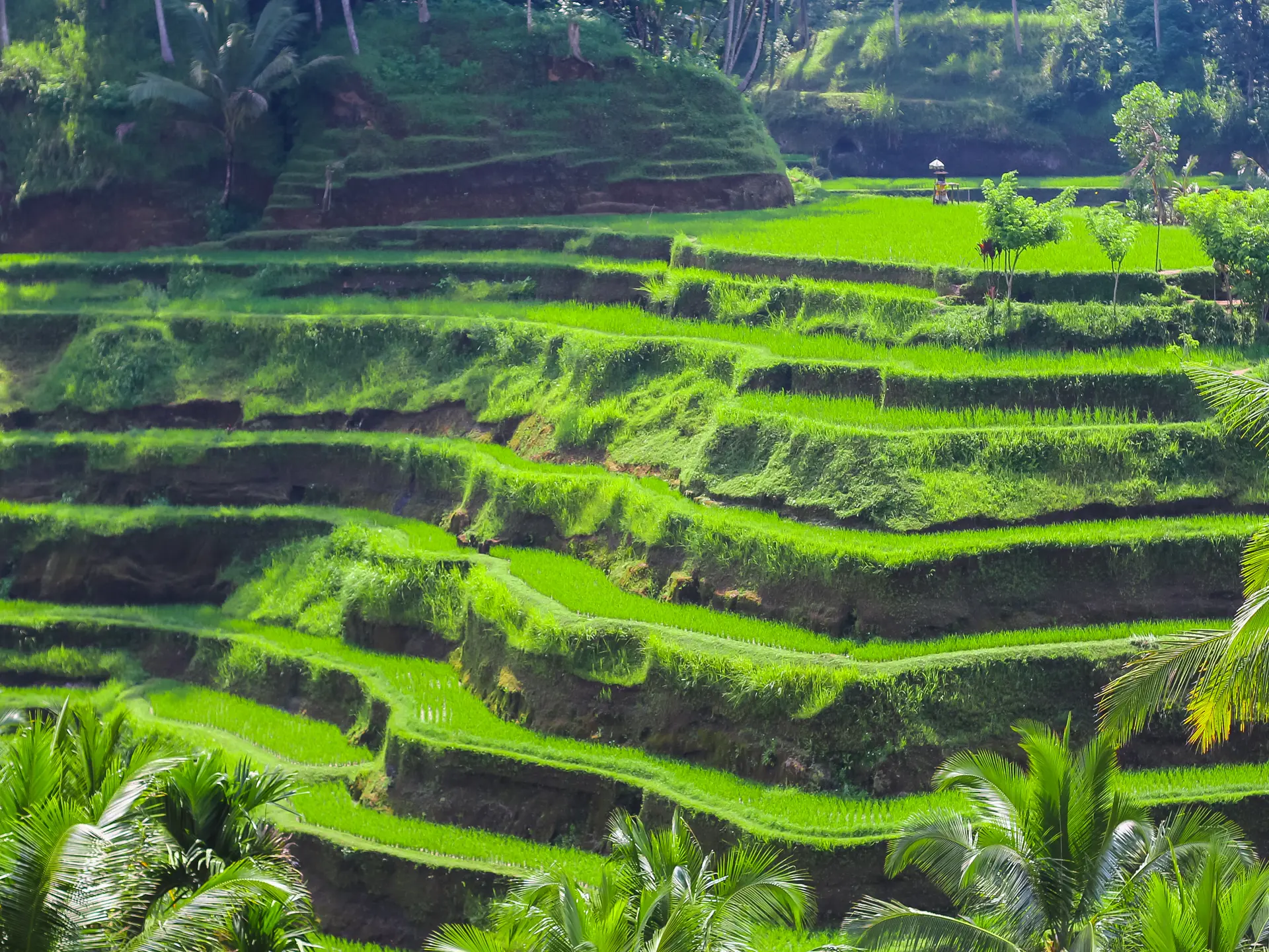 NATUR - Opplev de vakre risterrassene rundt Ubud.
