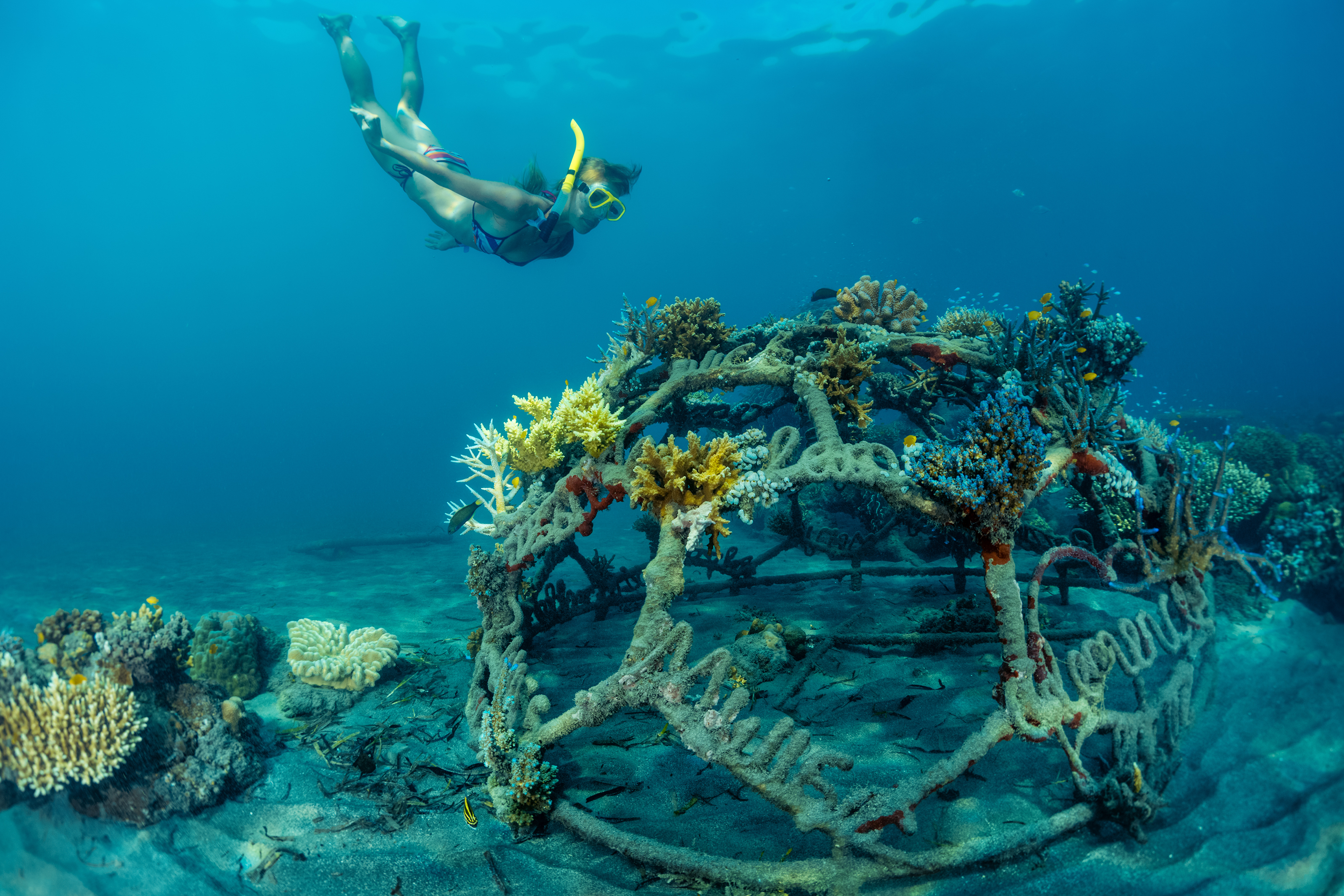 shutterstock_464316590 Young lady snorkeling over metal structure with baby corals in the reef restoration area in Pemuteran.jpg