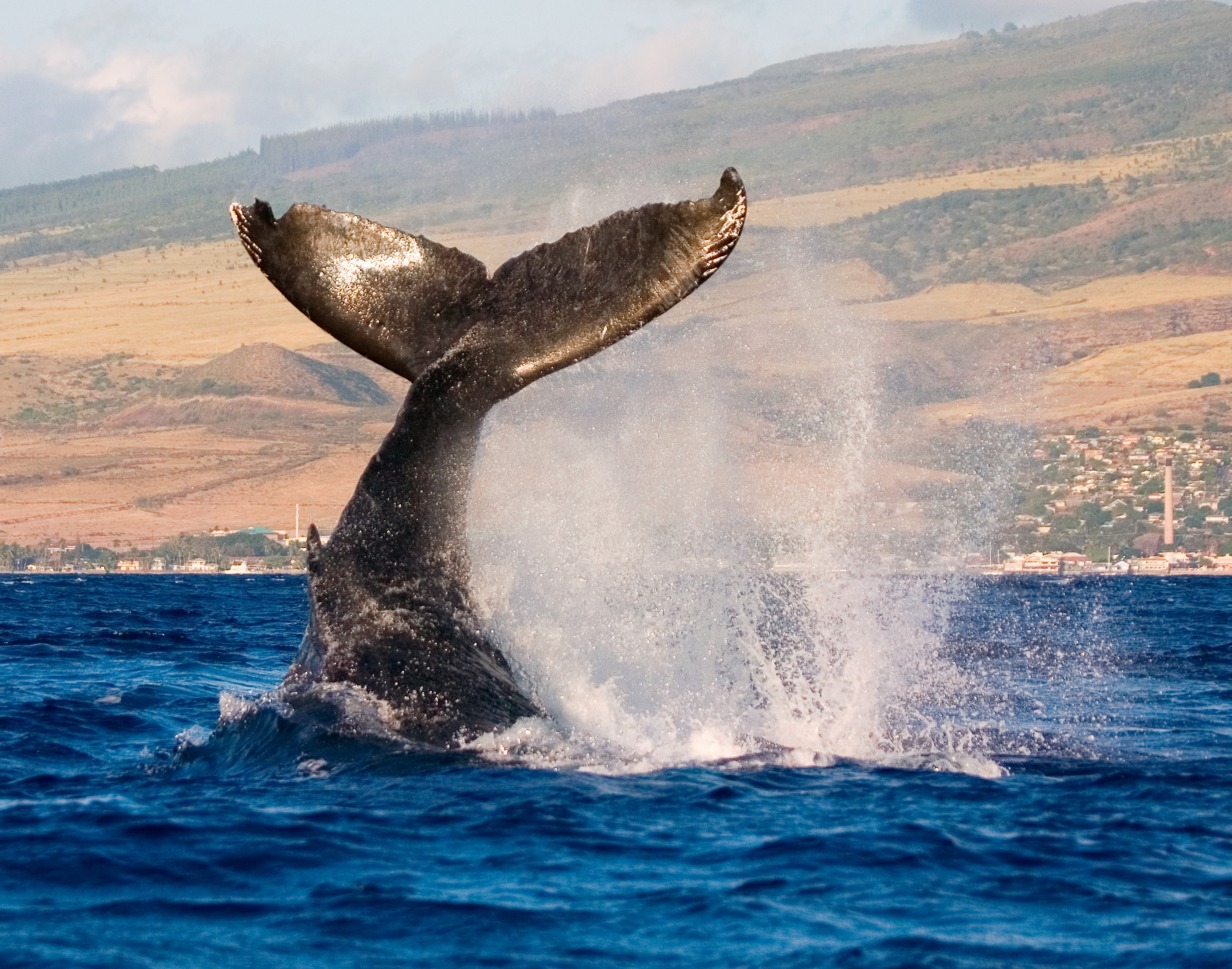 humpback whale tail slapping the tropical waters of hawaii_35381083.jpg