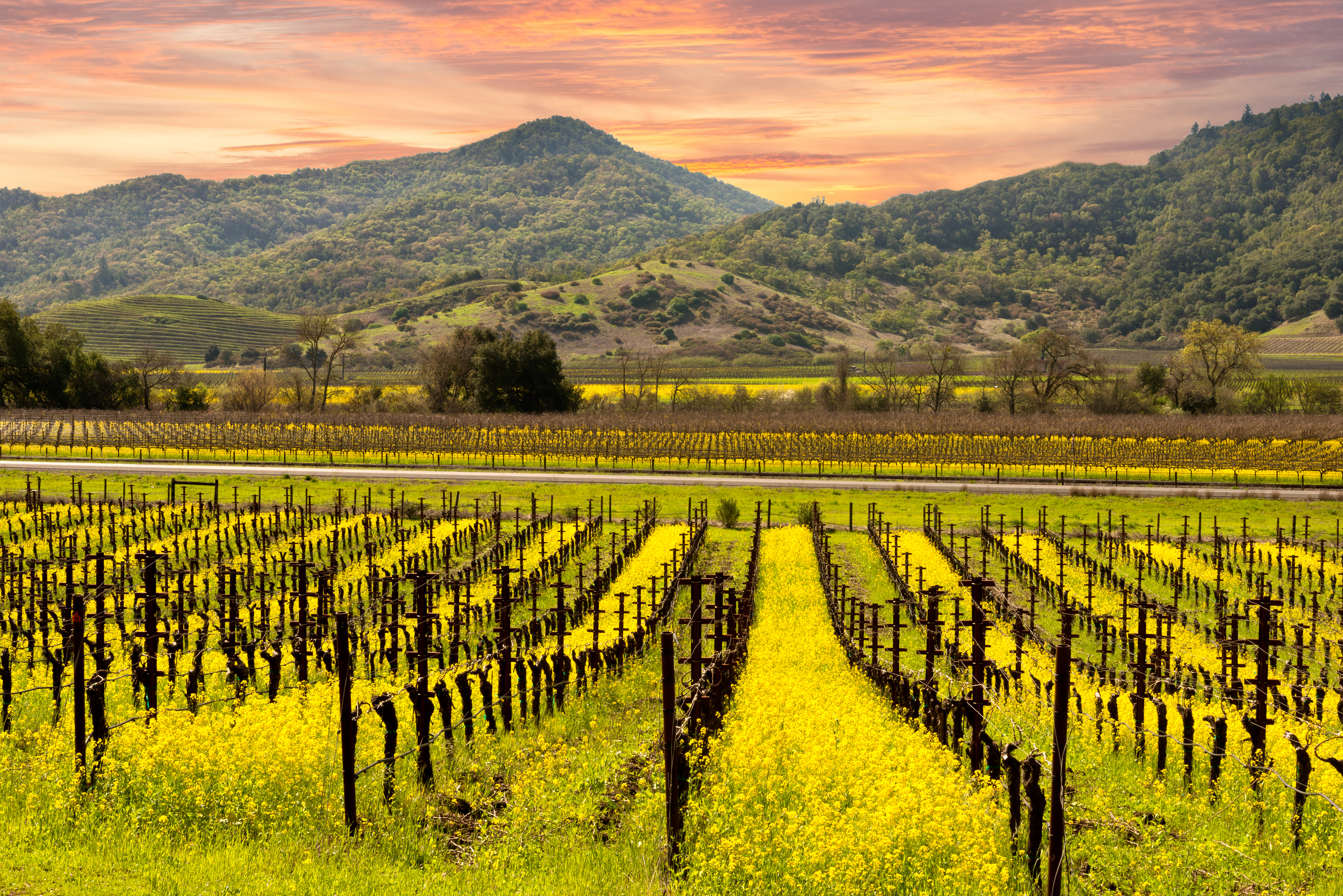 Vinmarker i Sonoma - shutterstock_413008909.jpg
