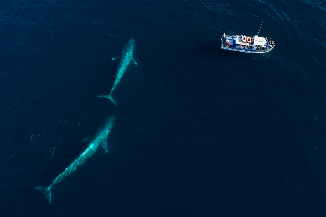 Blåhvaler på hvalsafari i farvandet ud for Monterey - shutterstock_764499835.jpg