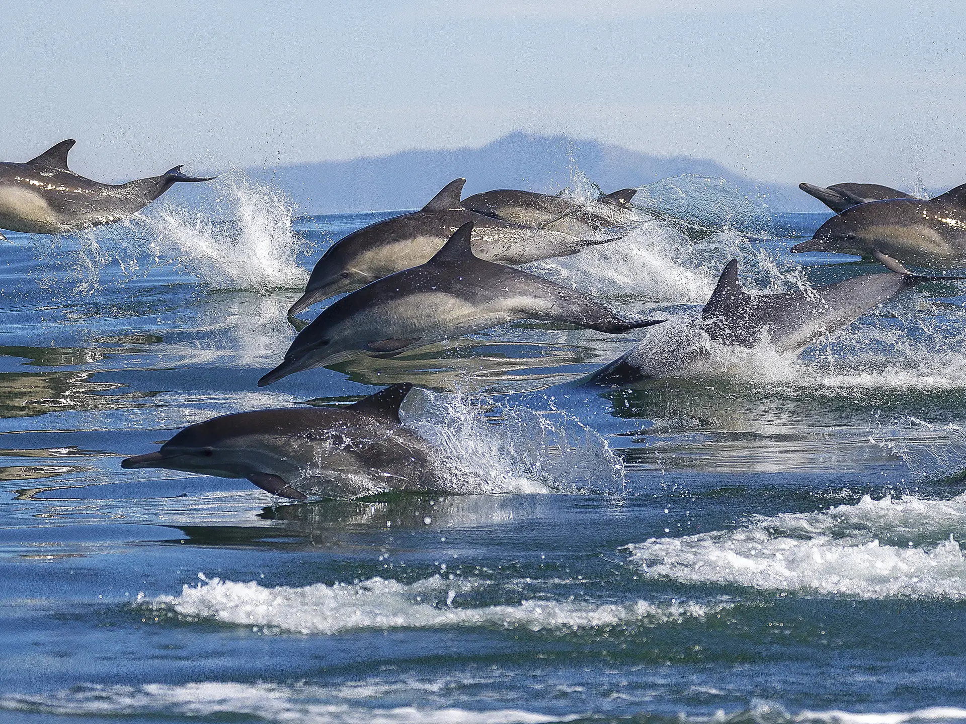 Delfiner i farvandet ud for Monterey - shutterstock_568089433.jpg