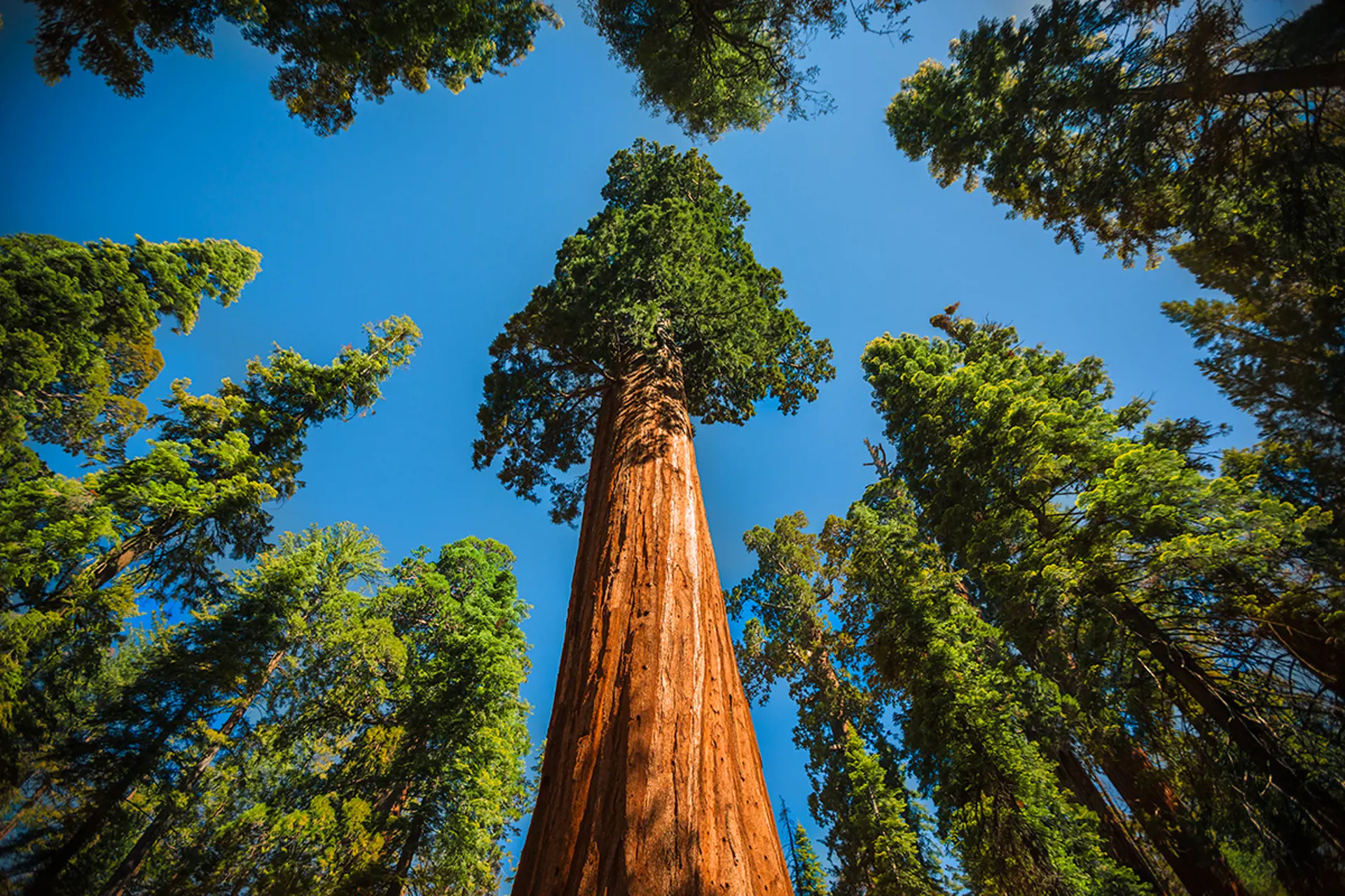 Sequoia state forest 2.jpg