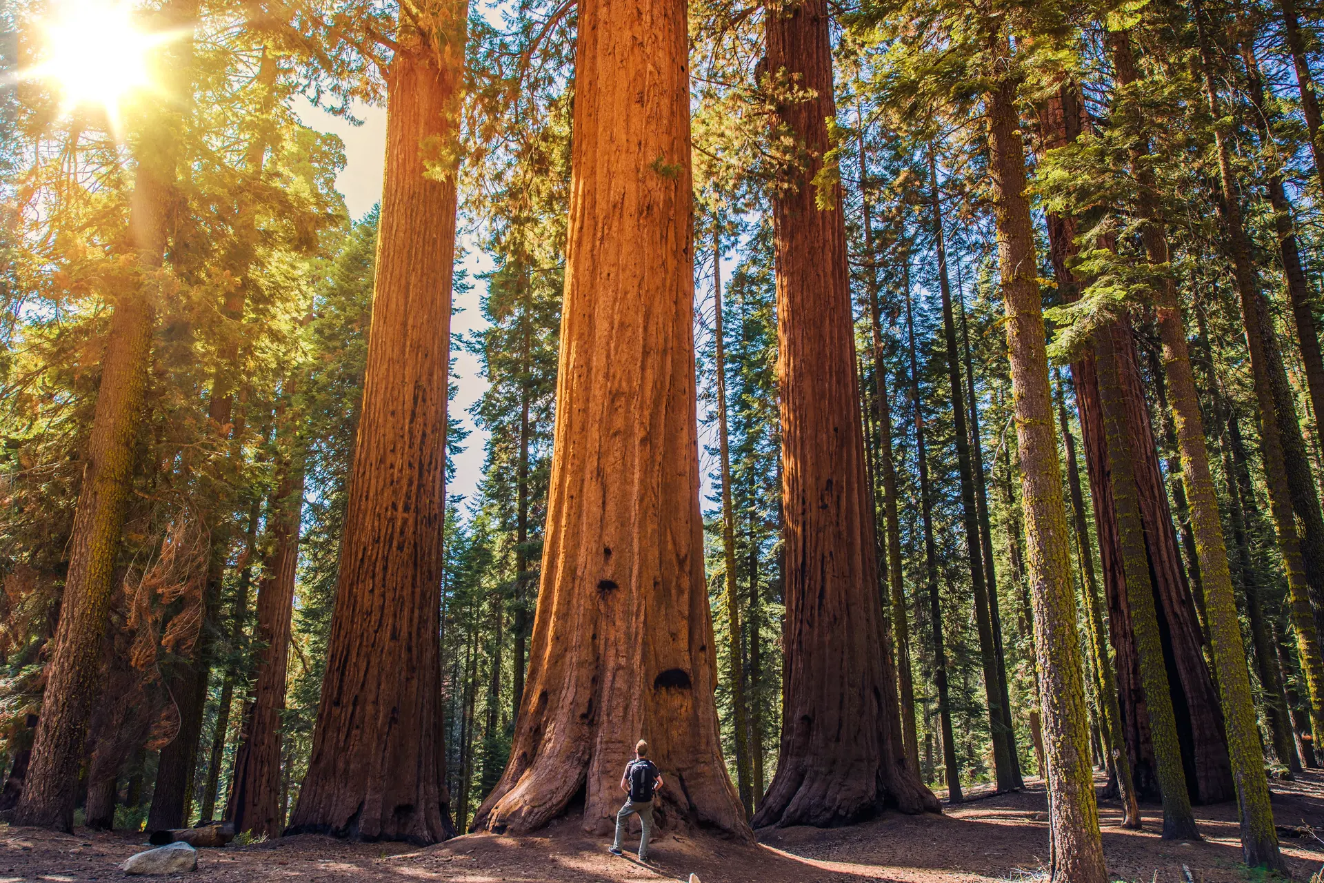 Mand ved Sequoia i Sequoia NP - shutterstock_221462002.jpg