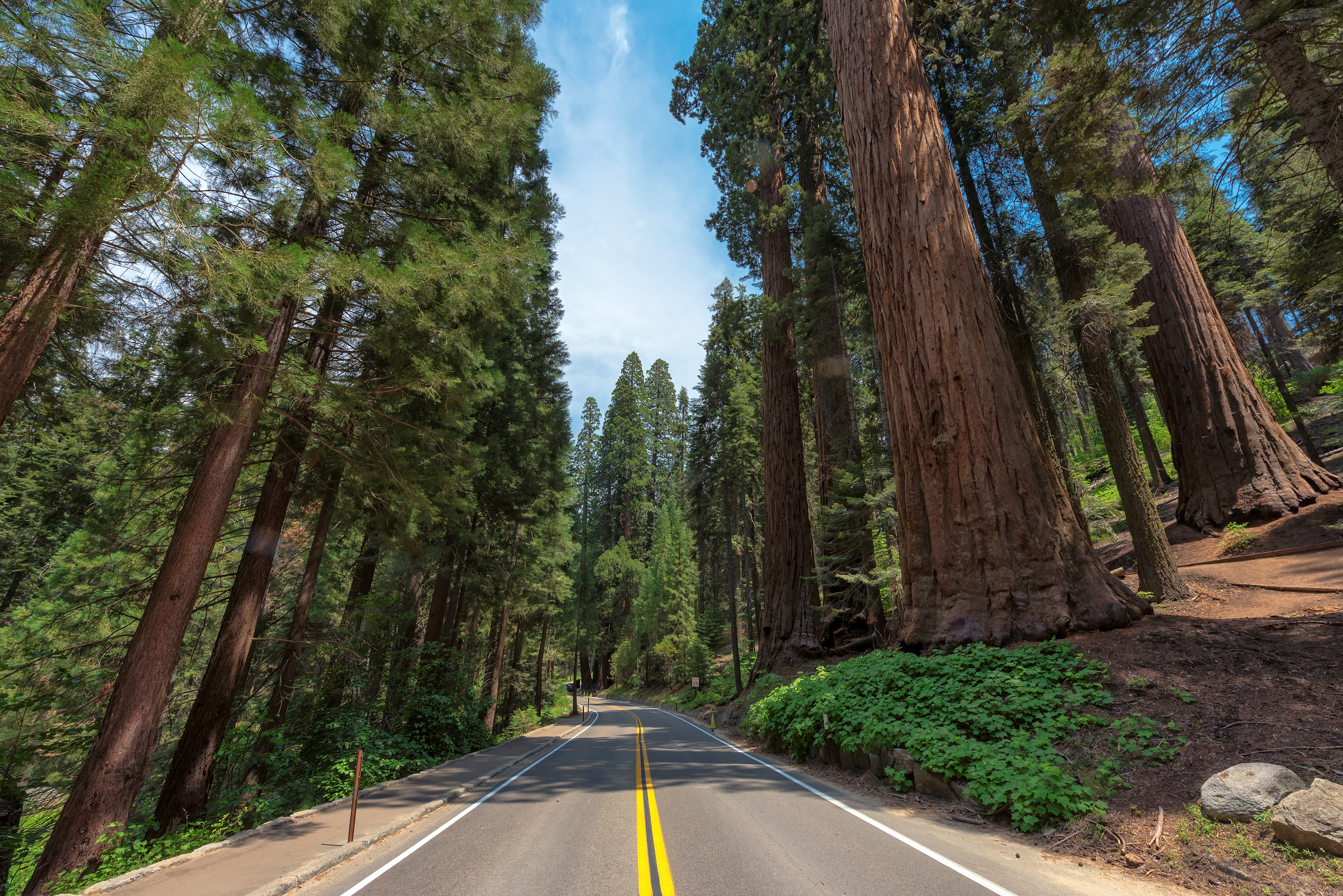 Generals Highwai i Sequoia NP - shutterstock_747754831.jpg
