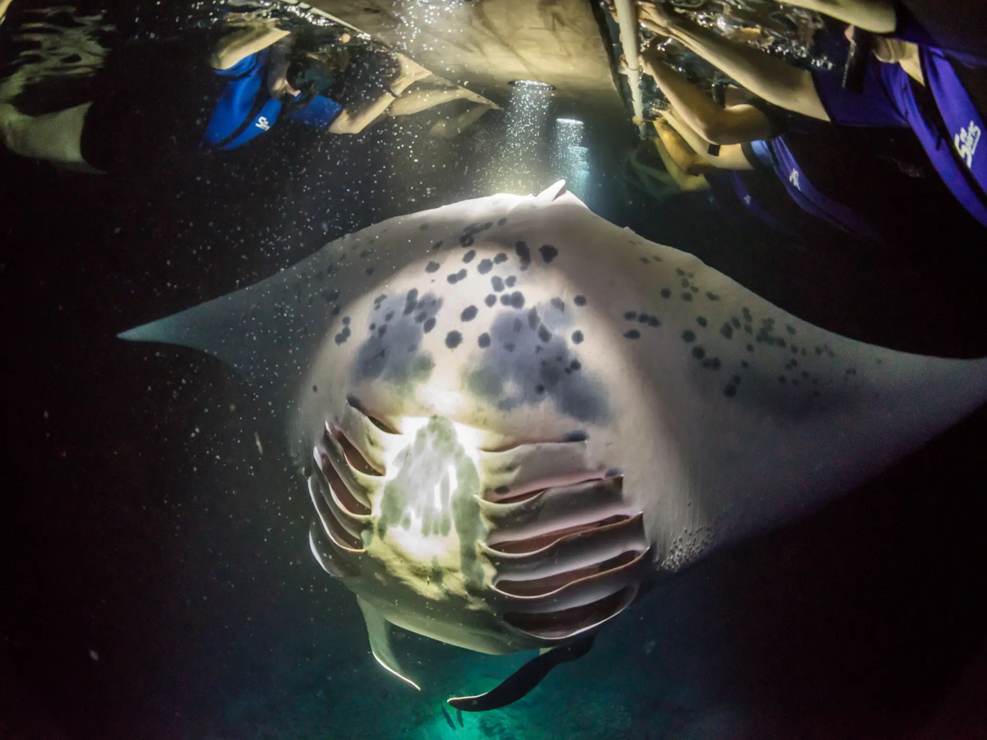 Aftensnorkling med Mantarokker på Big Island Hawaii shutterstock_1102733138.jpg