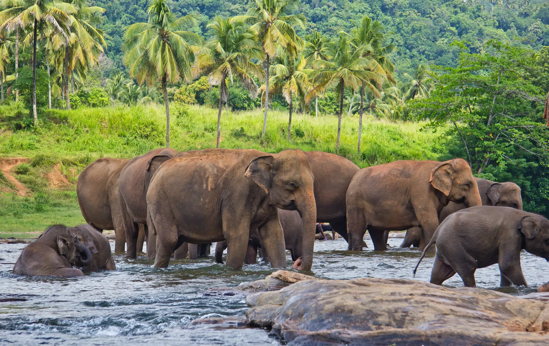 Elefanter på Sri Lanka.jpg
