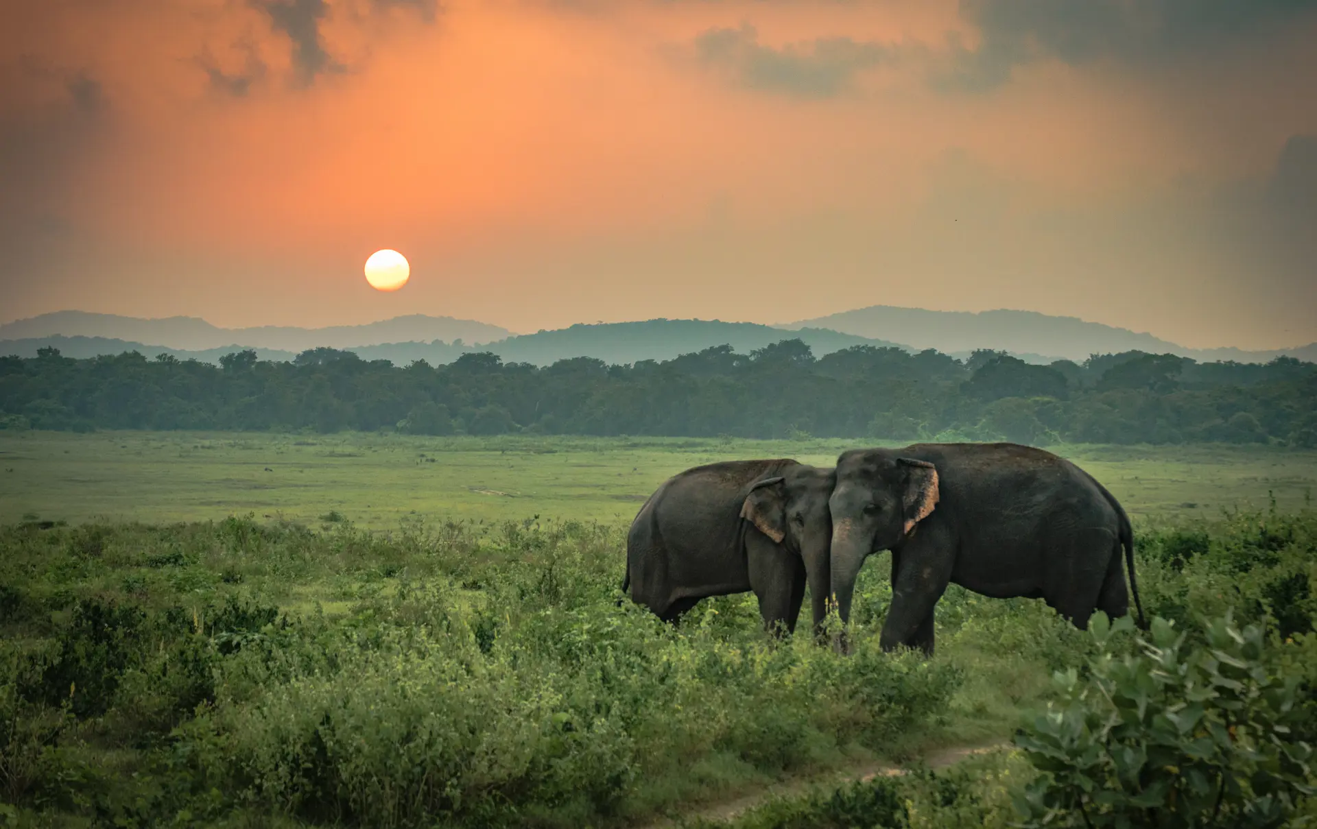 Elefanter Sri Lanka (1).jpg