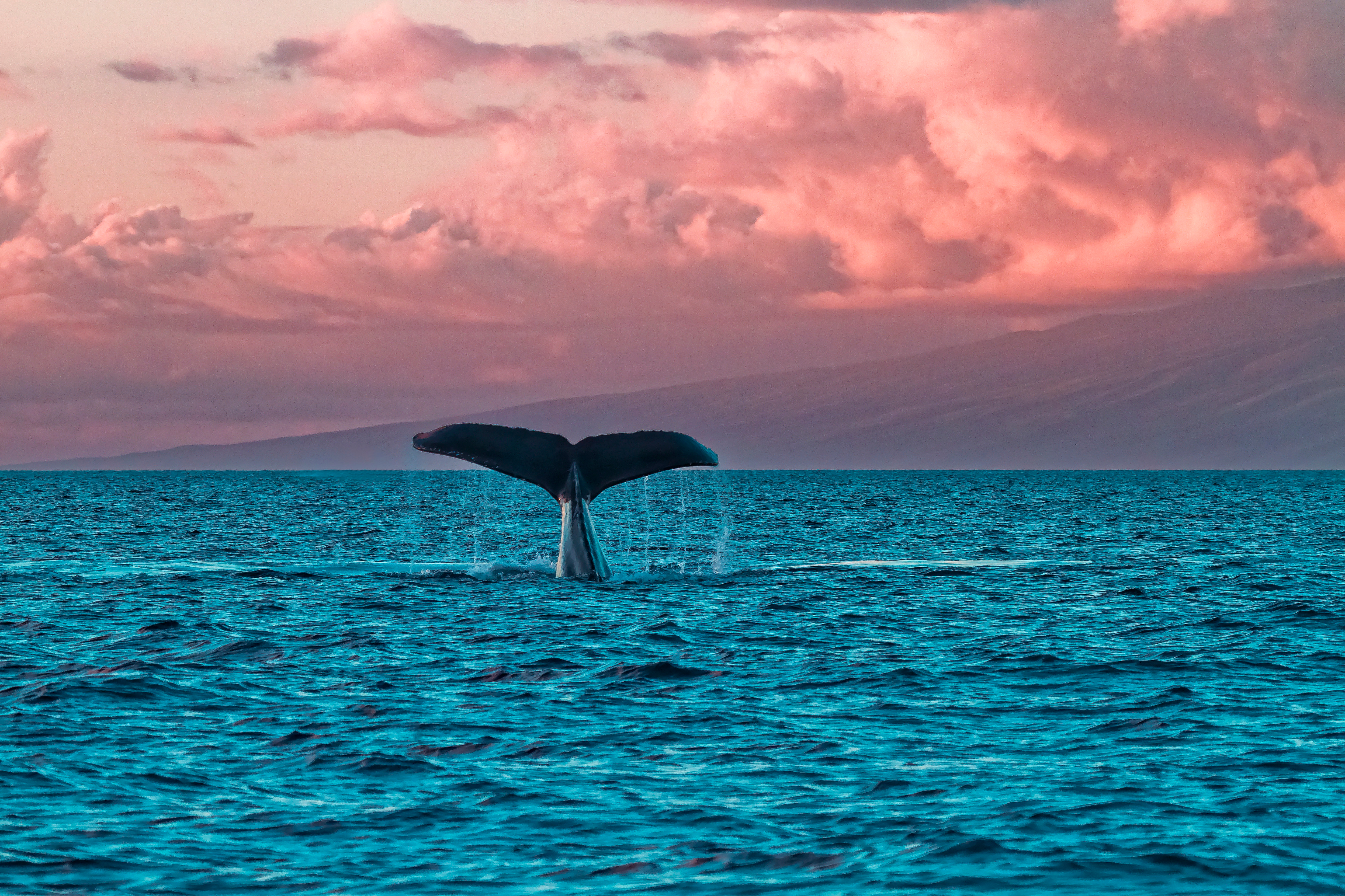 Humback whale fluke during a sunset whale watch in Lahaina on Maui. - Billede.jpg