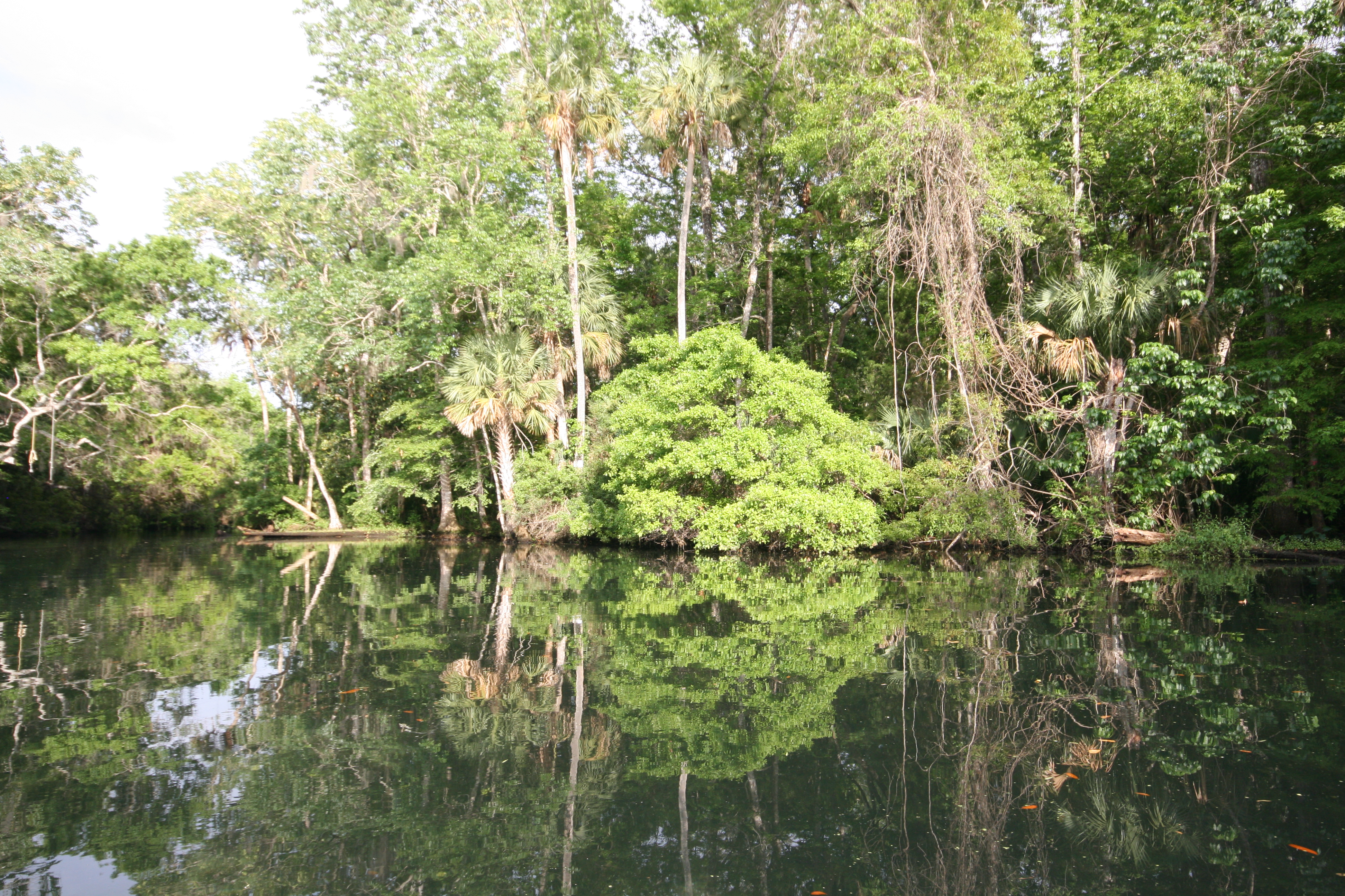 Crystal River_9009.JPG