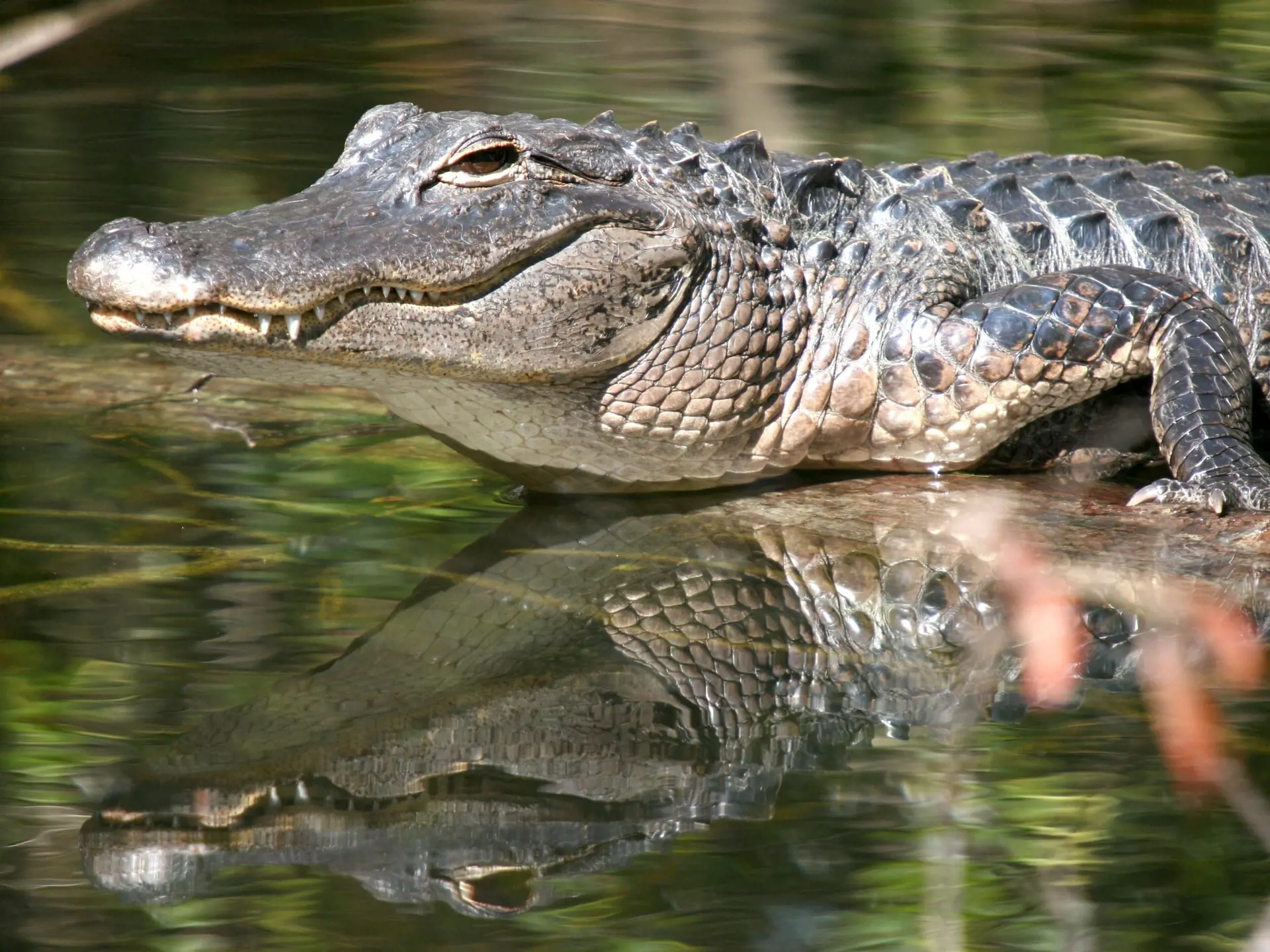 Everglade_Alligator Mirror_65458468.jpg