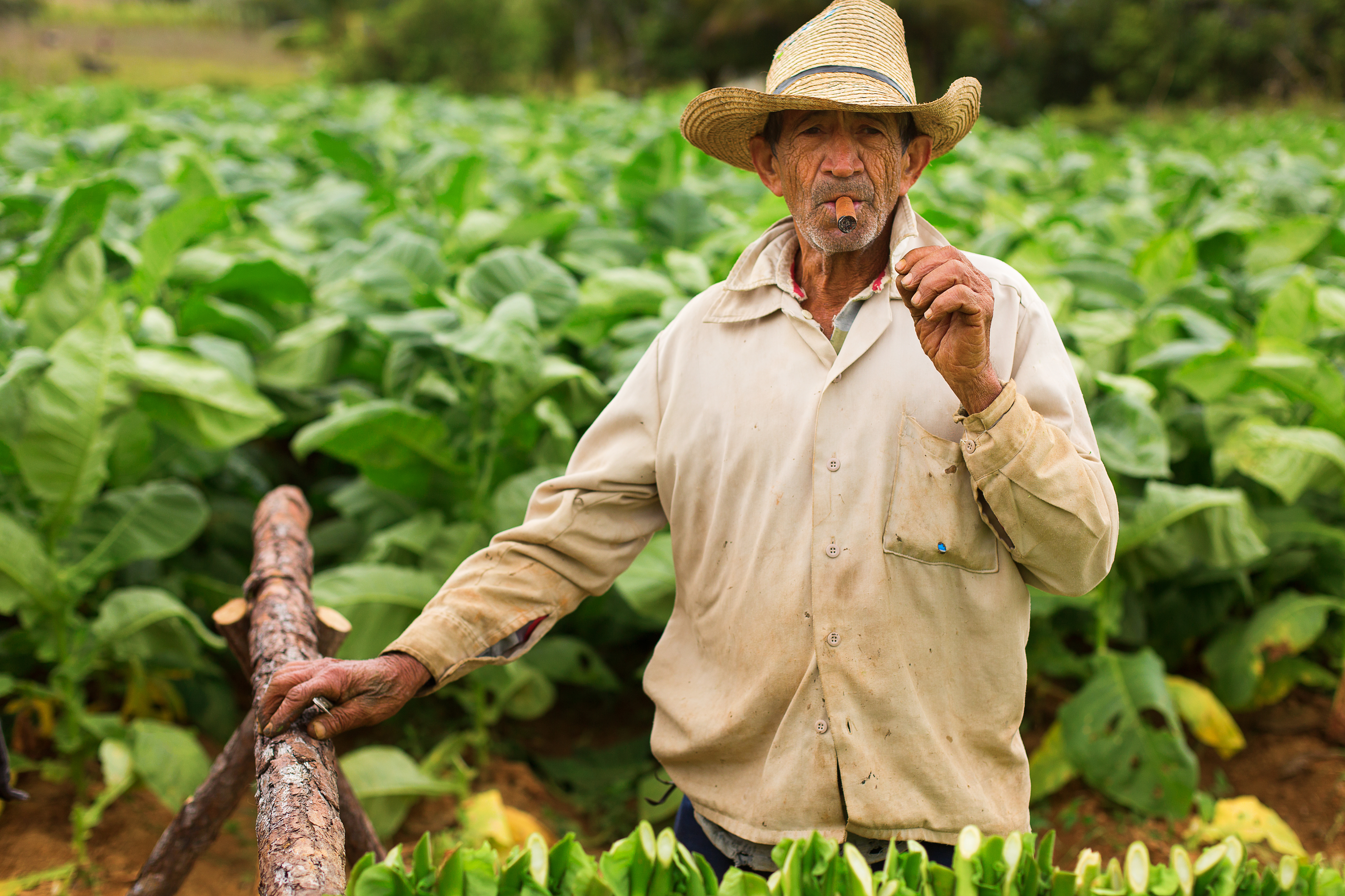 shutterstock_262730543 Unknown man working on tobacco field.jpg