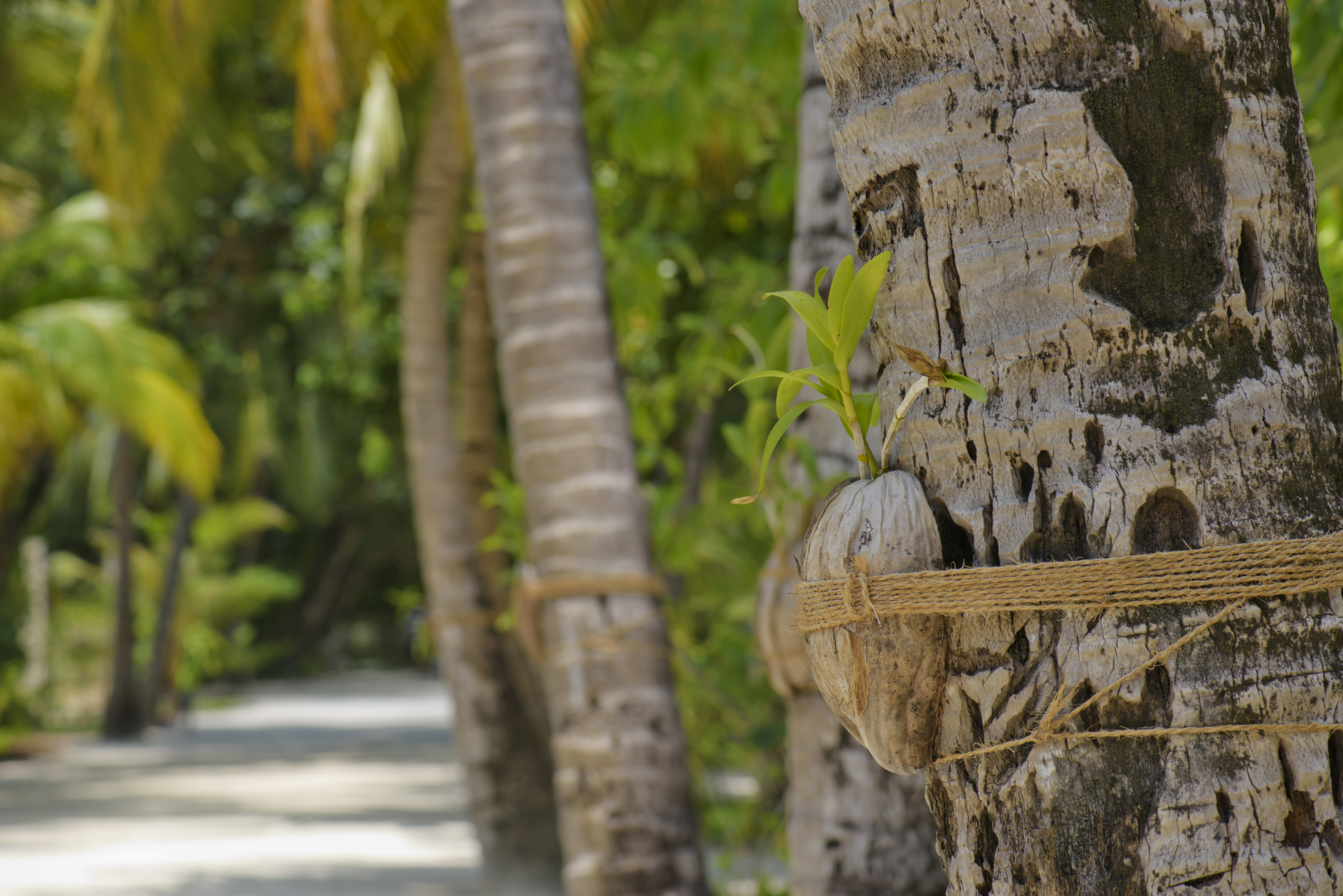 060416 Olhuveli 1200