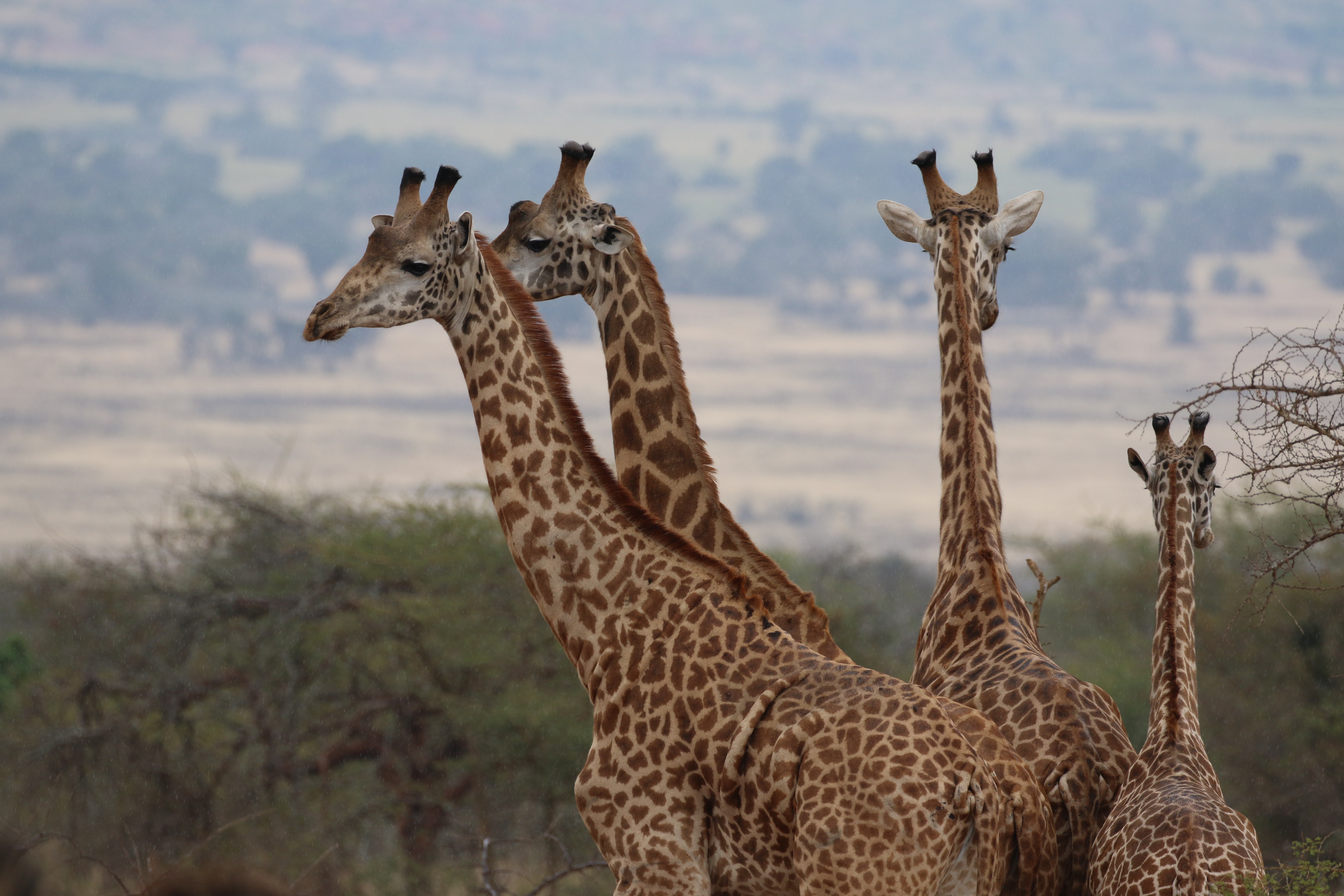 Shutterstock 1480474547