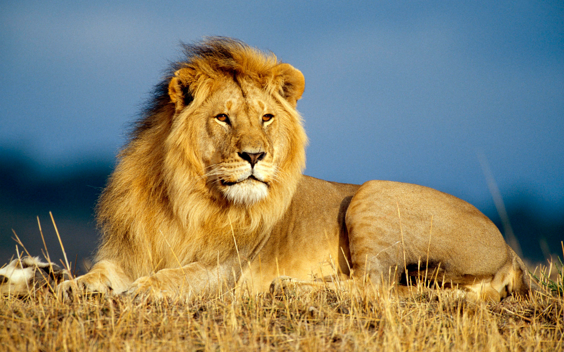 Dyr Kenya Mara9