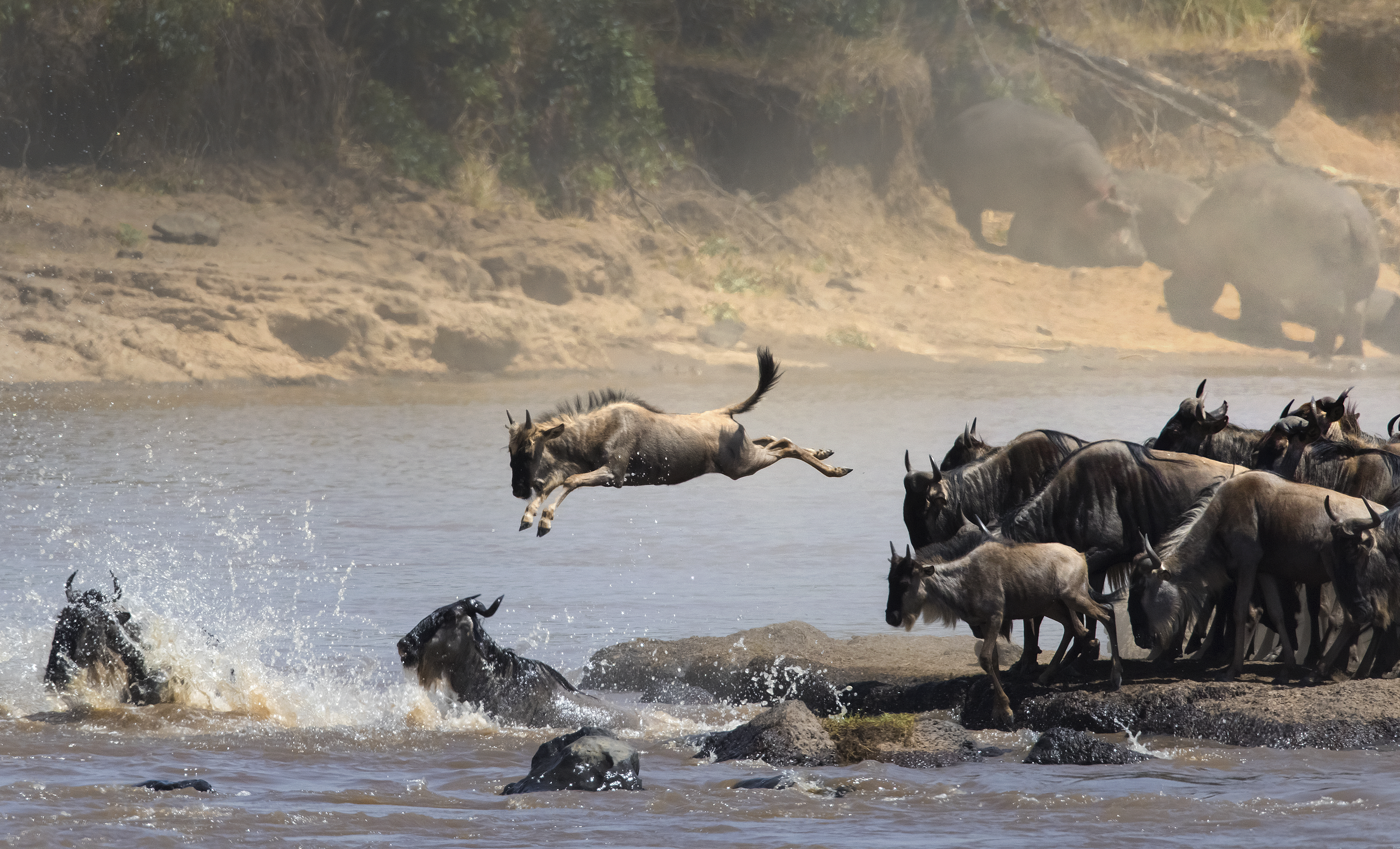 Gnu Vandring Mara10
