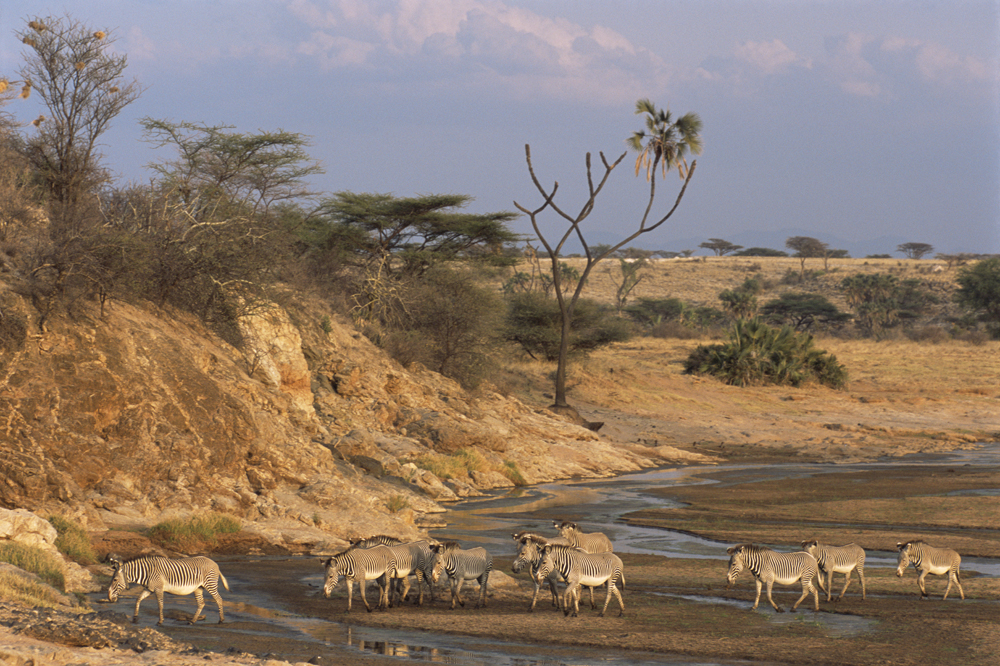ZEBRAS Samburu Kenya