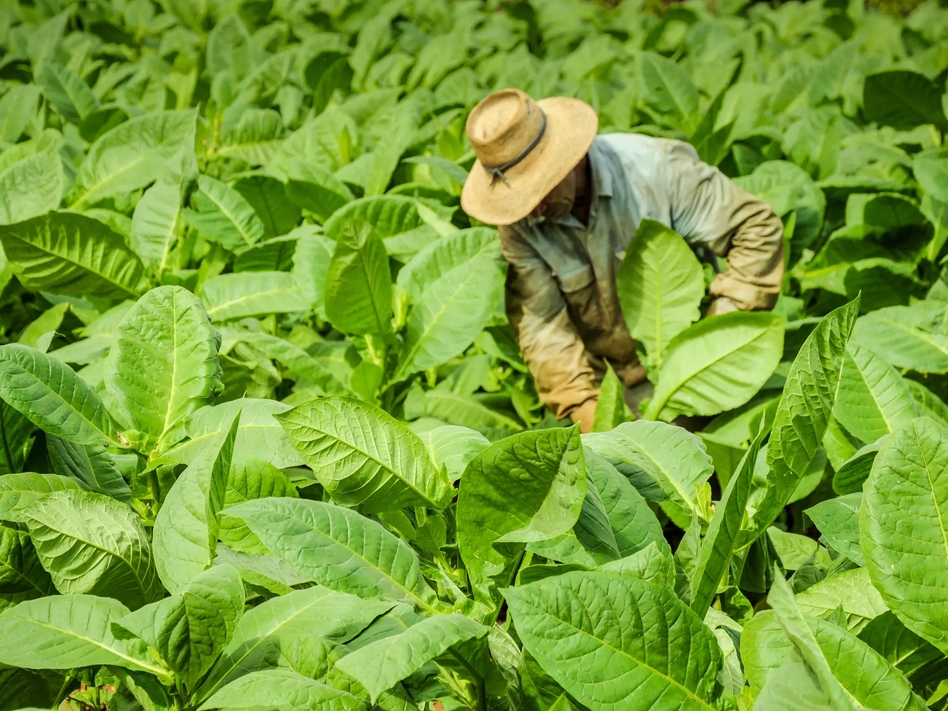 shutterstock_239133820 Man working on Cuba tobacco plantation in Vinales Valley.jpg