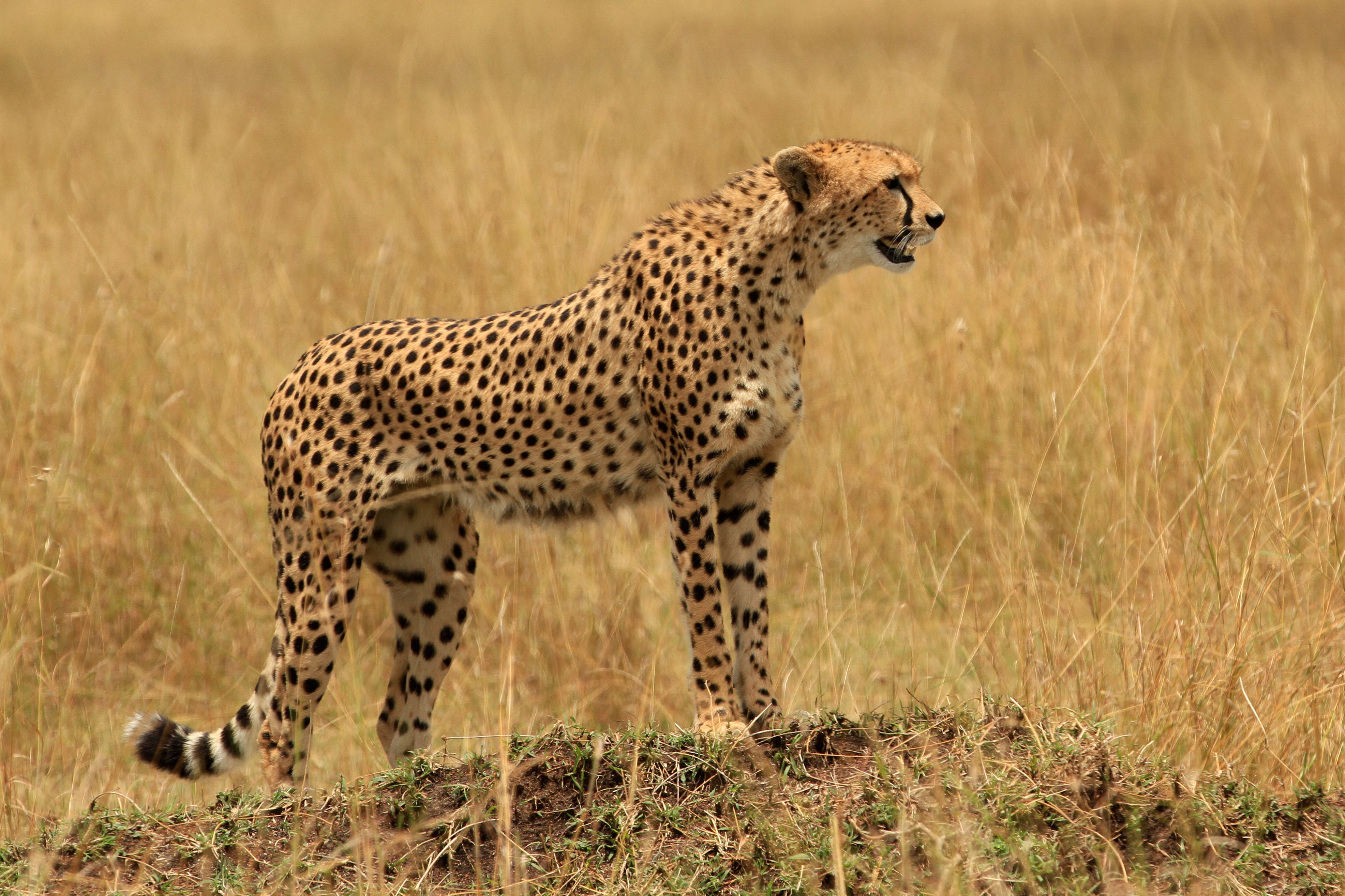 Tanzania Migration Dyr91