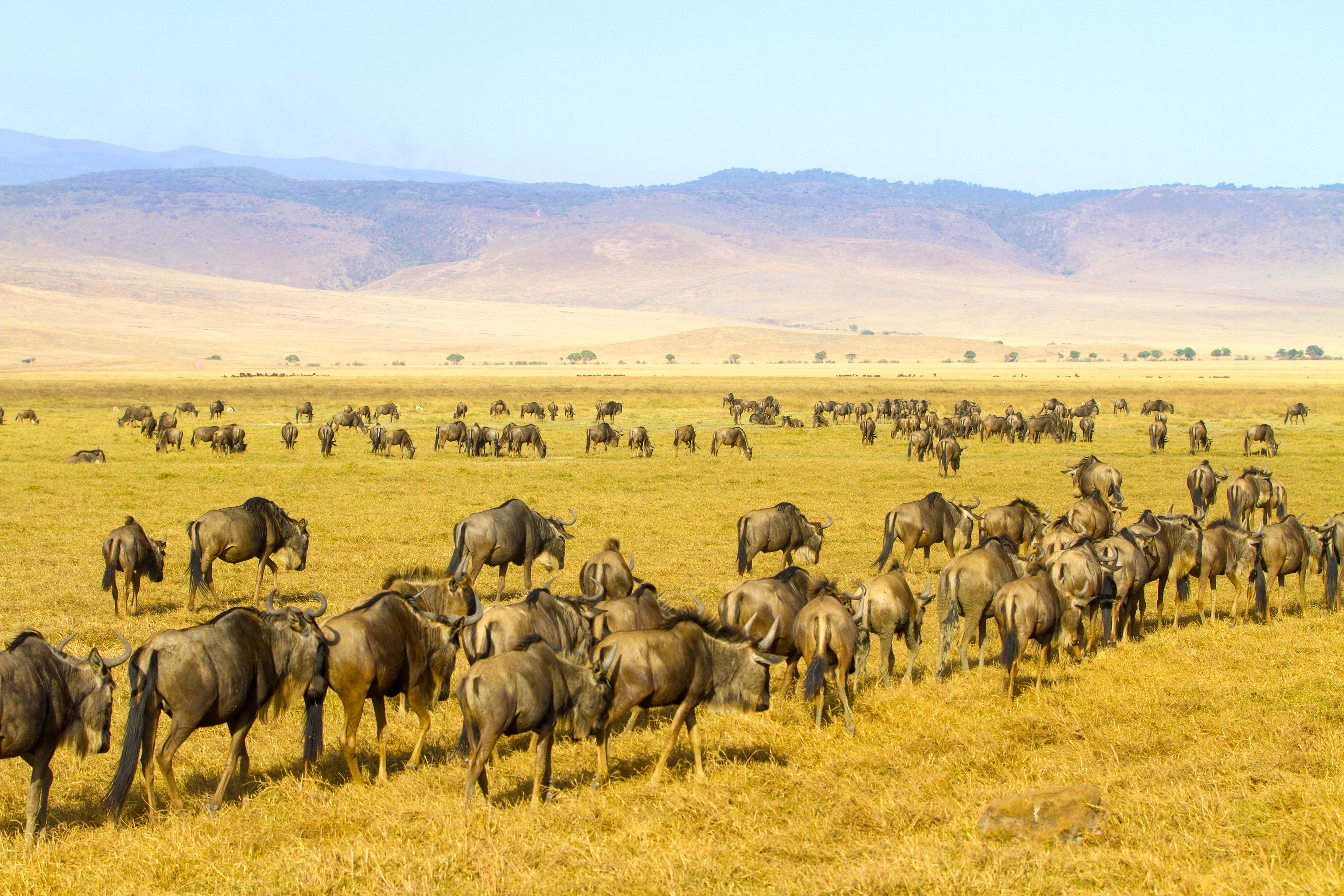 Tanzania Migration Dyr111