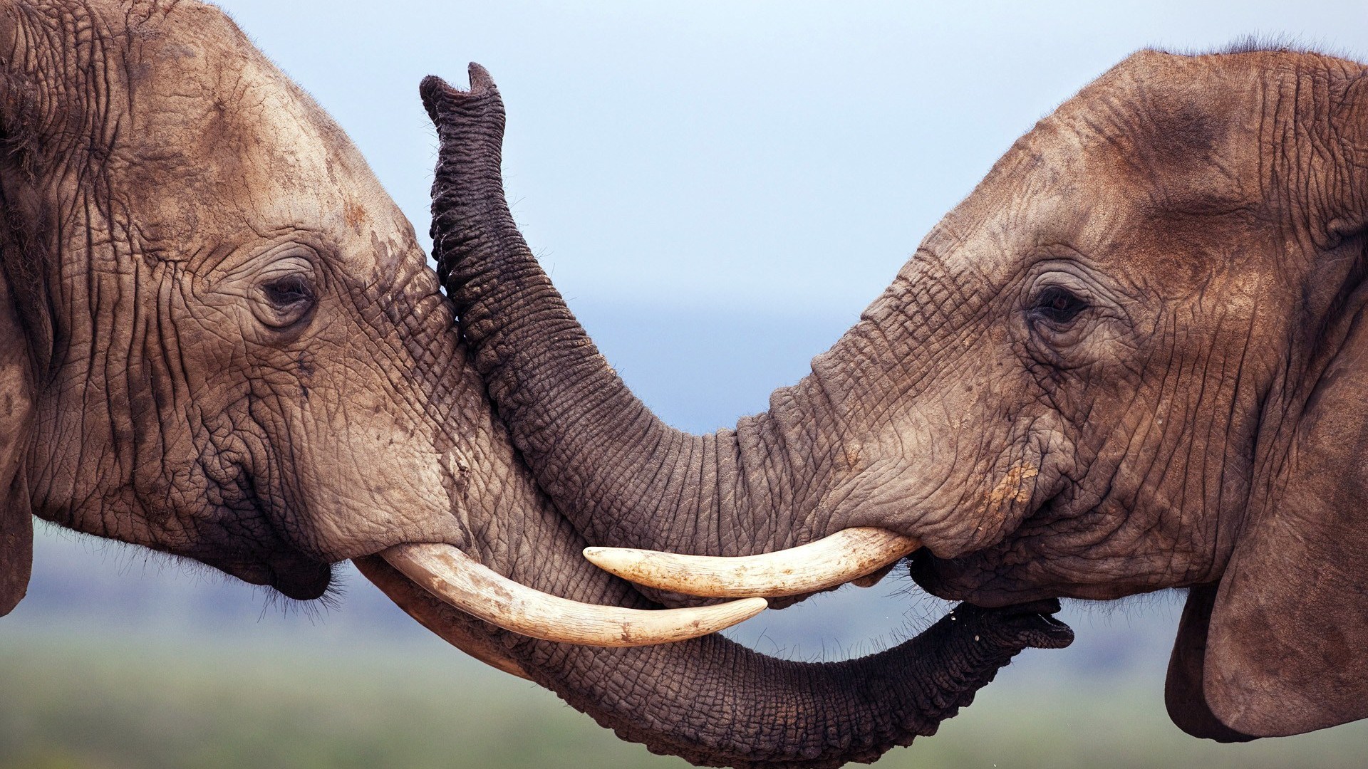 Kenya Dyr Foto32 (1)