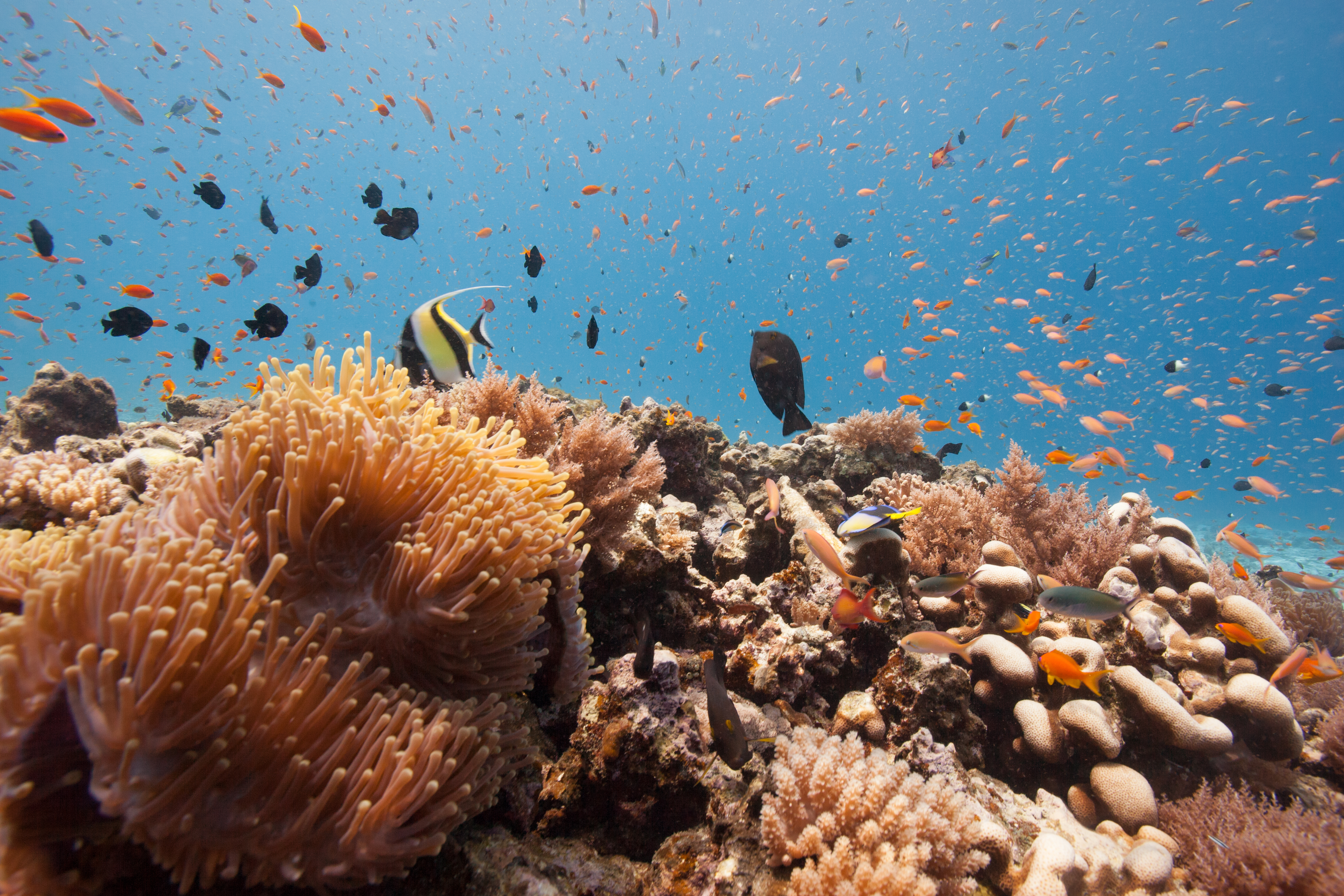 Koralrev i det klare hav ud for Zanzibar