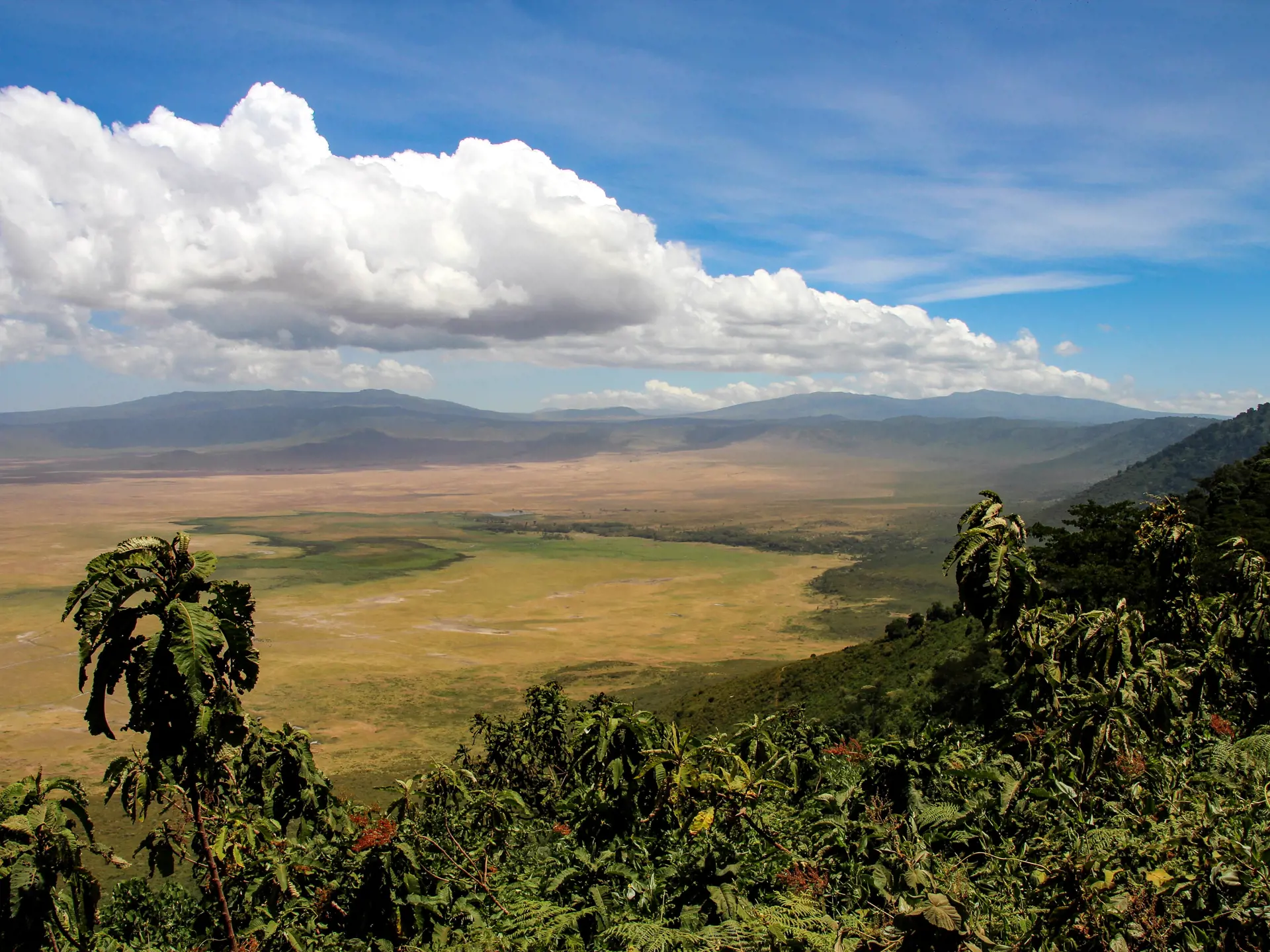 Dyr Ngorongoro16