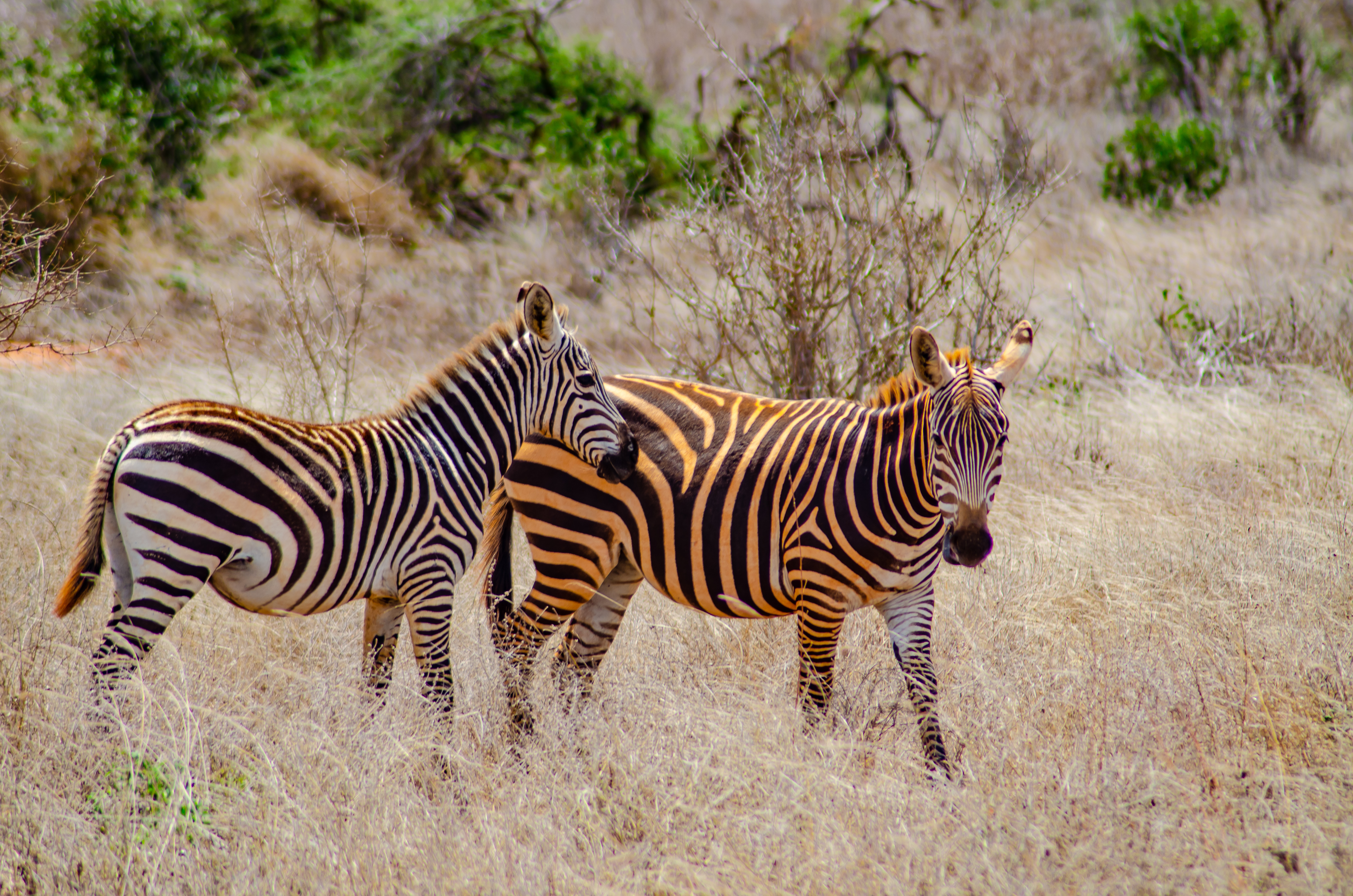 Shutterstock 1447723460