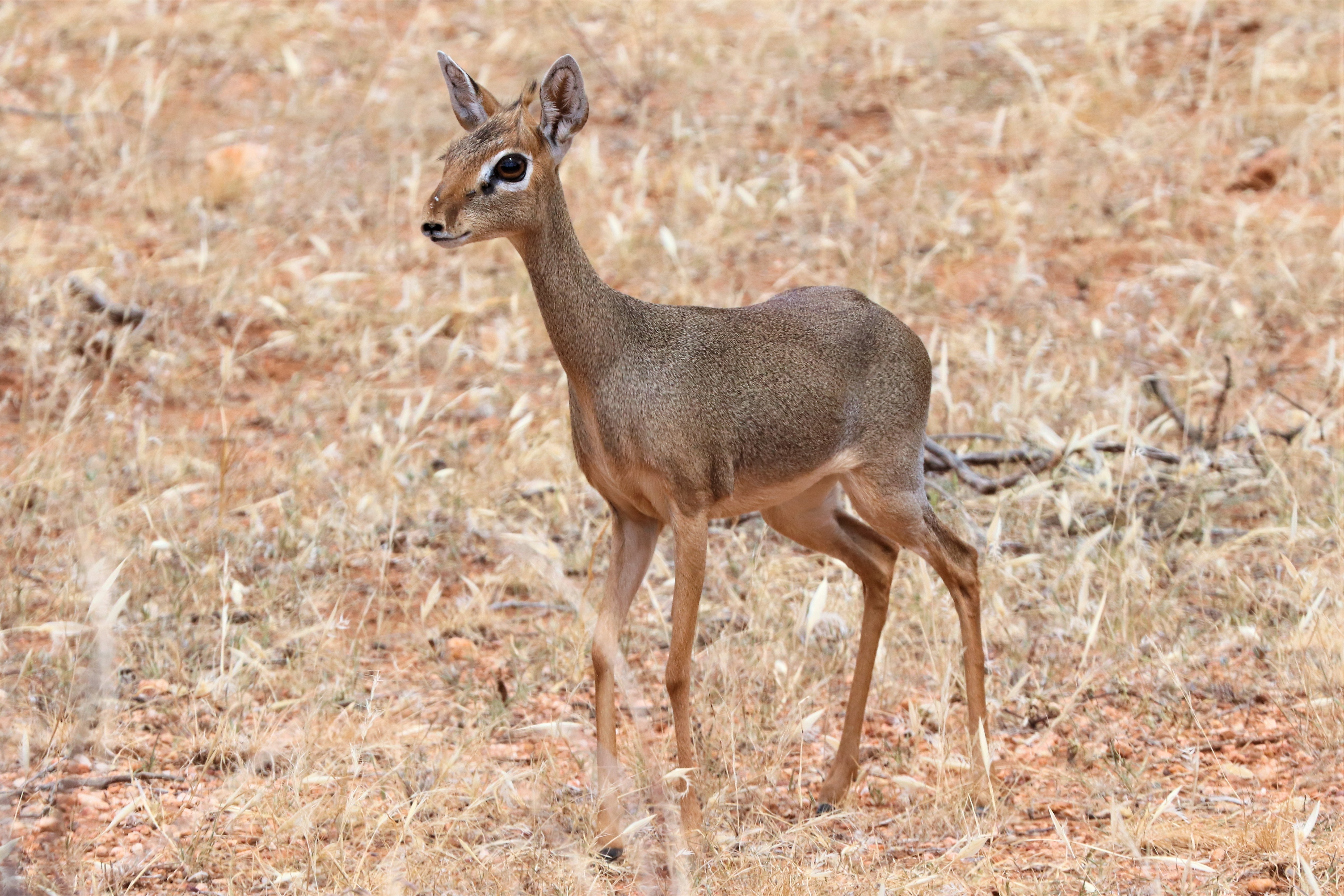 Shutterstock 1513090406