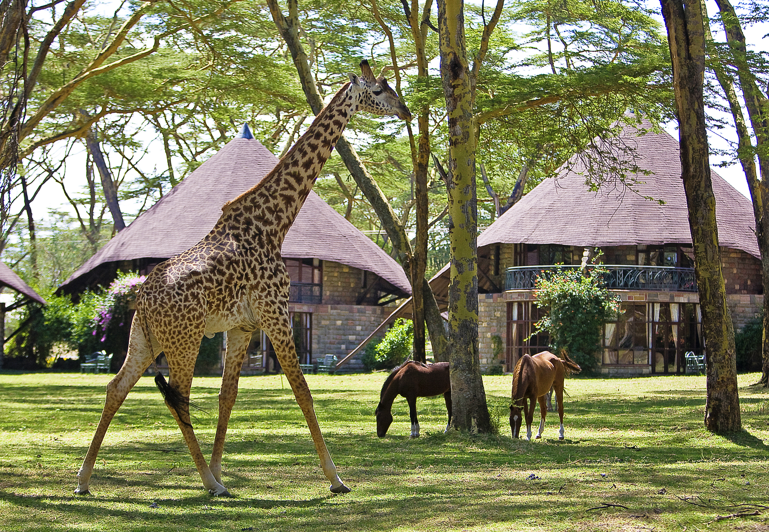 Sopa Lodge Naivasha25