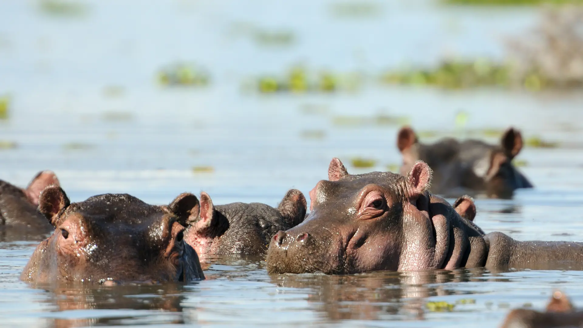 Lake Naivasha Flodhest