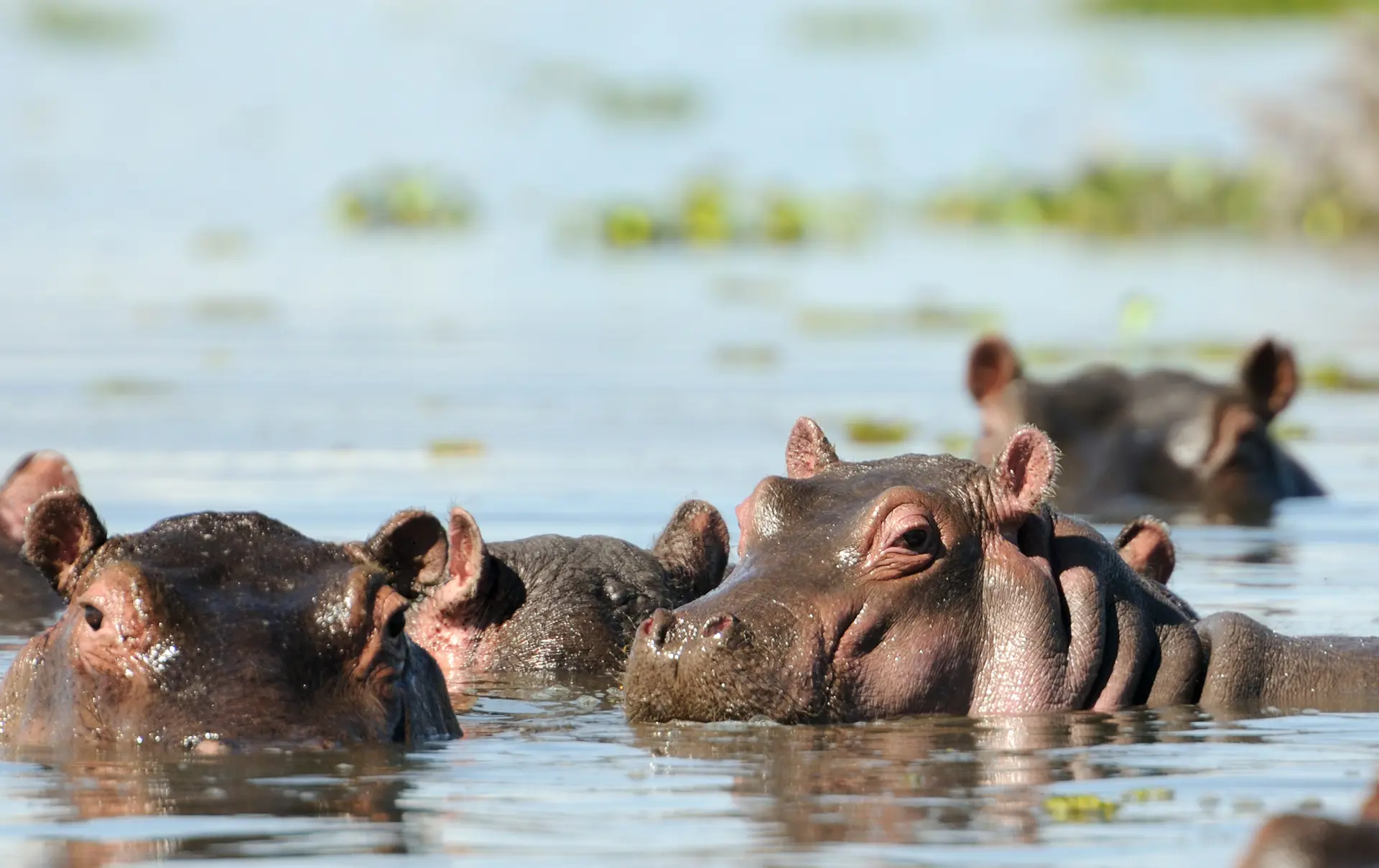 Lake Naivasha Flodhest